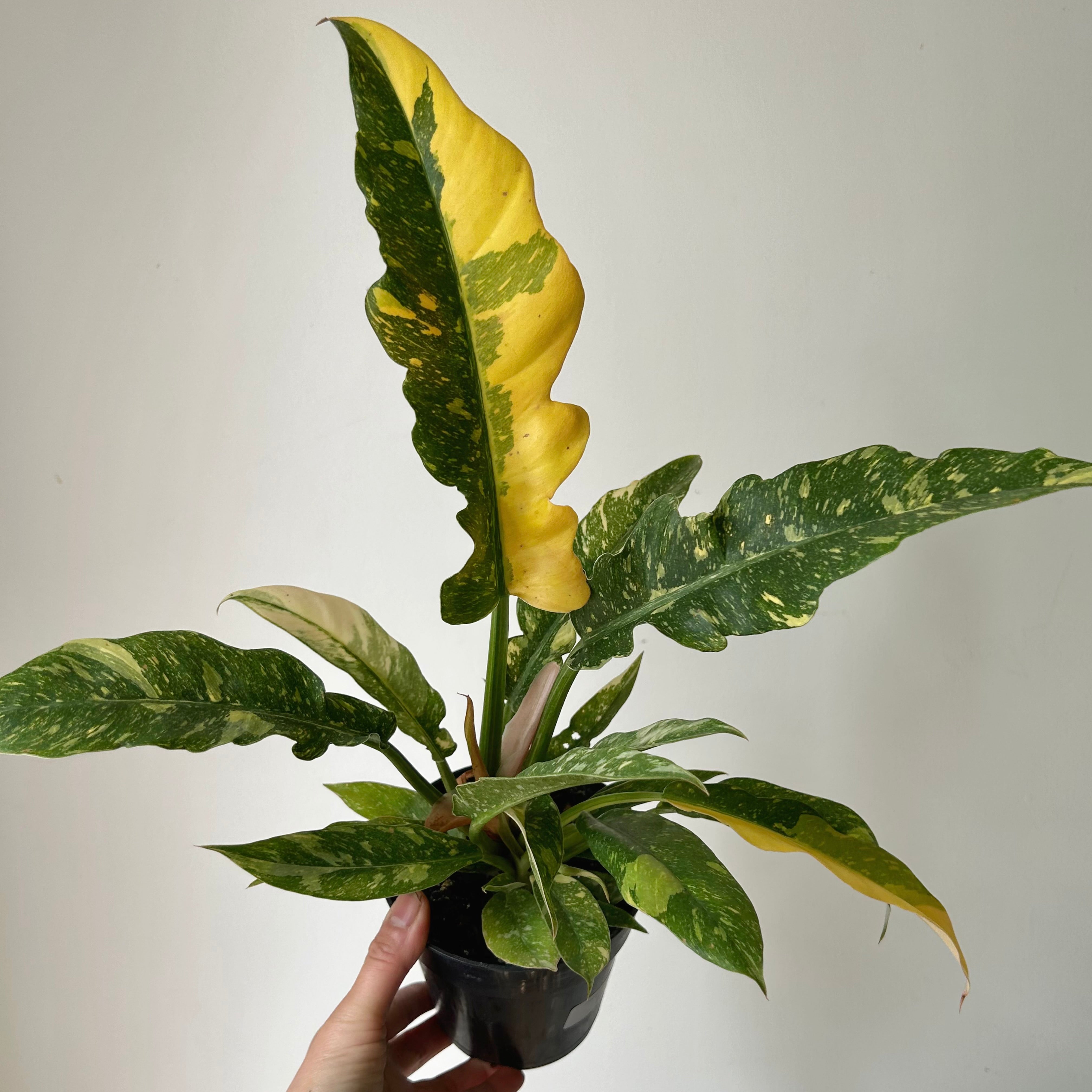 Philodendron "Ring of Fire" 6” pot
