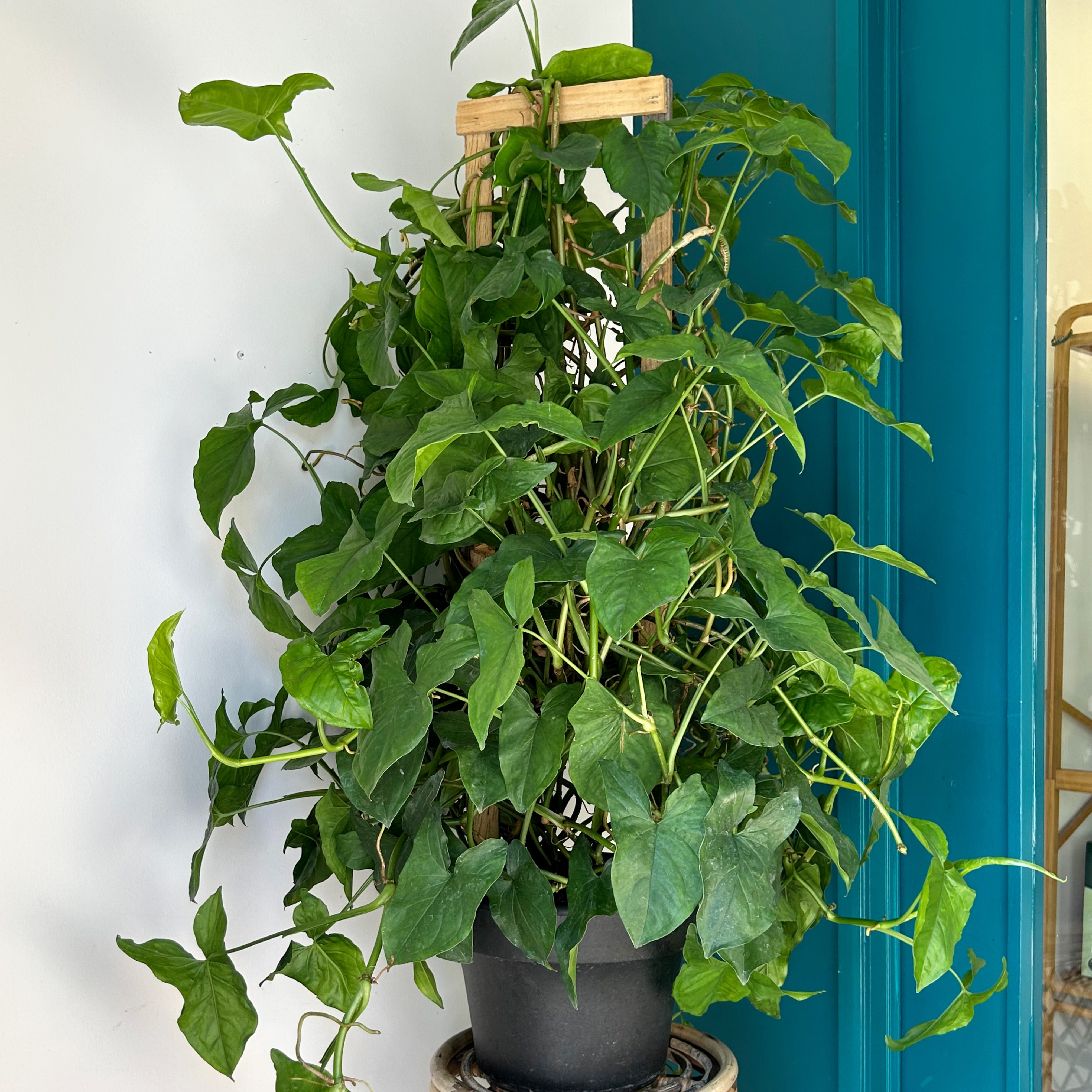 Syngonium podophyllum "Green Arrow" on wood trellis in 10”pot