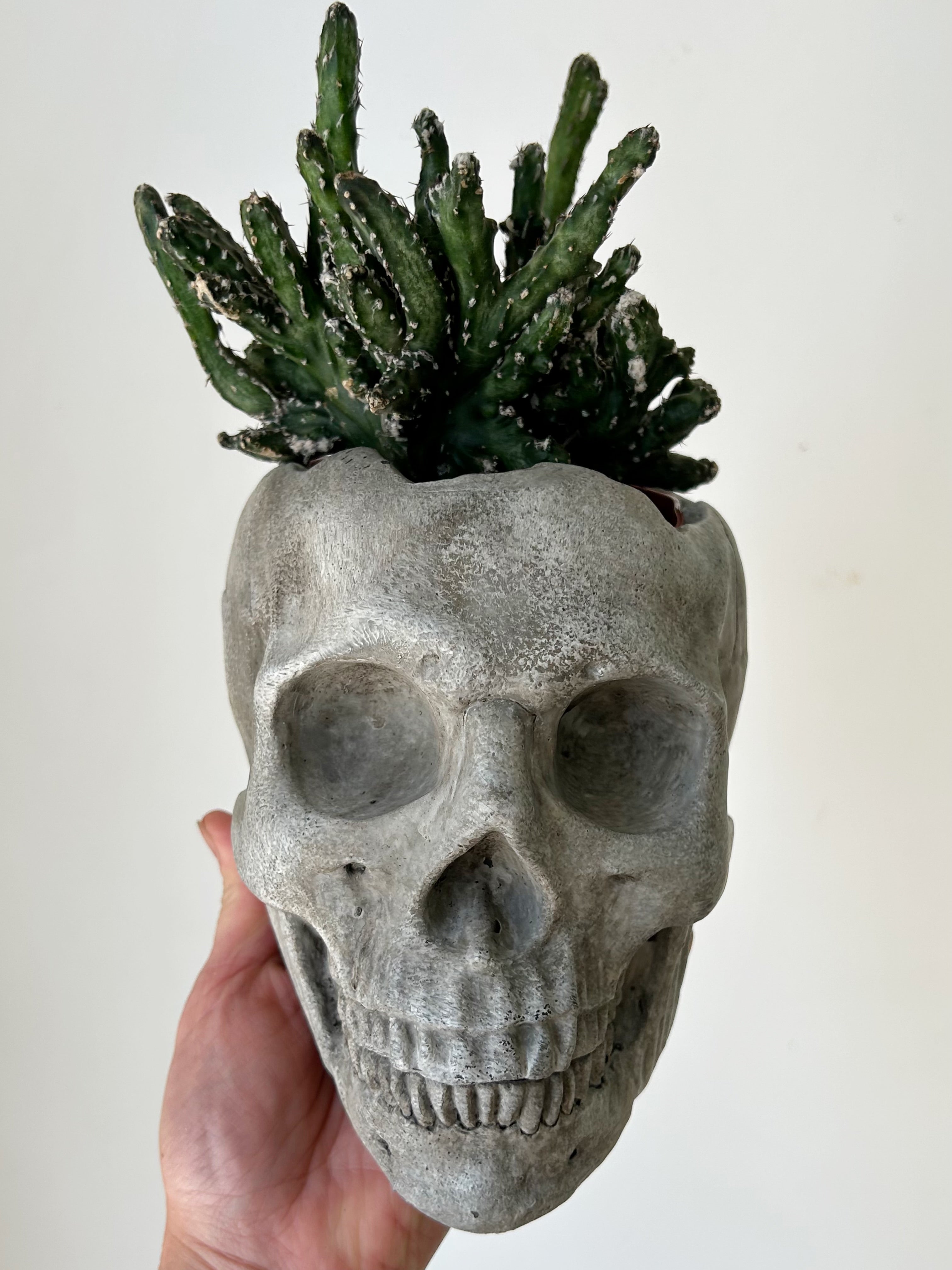 Crested Monvillea spegazzinii 4”pot
