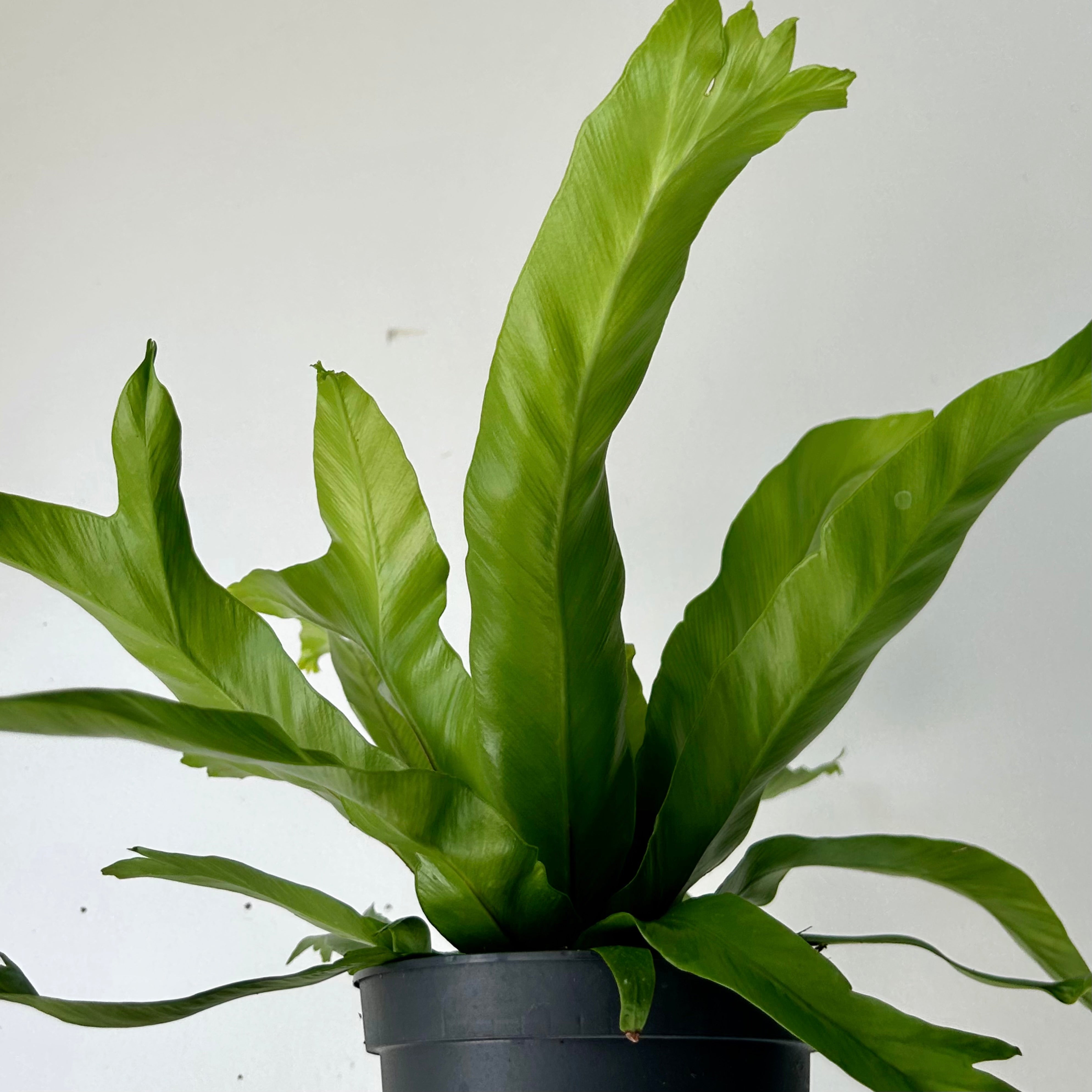 Bird’s Nest Fern (Asplenium) 5” Pot