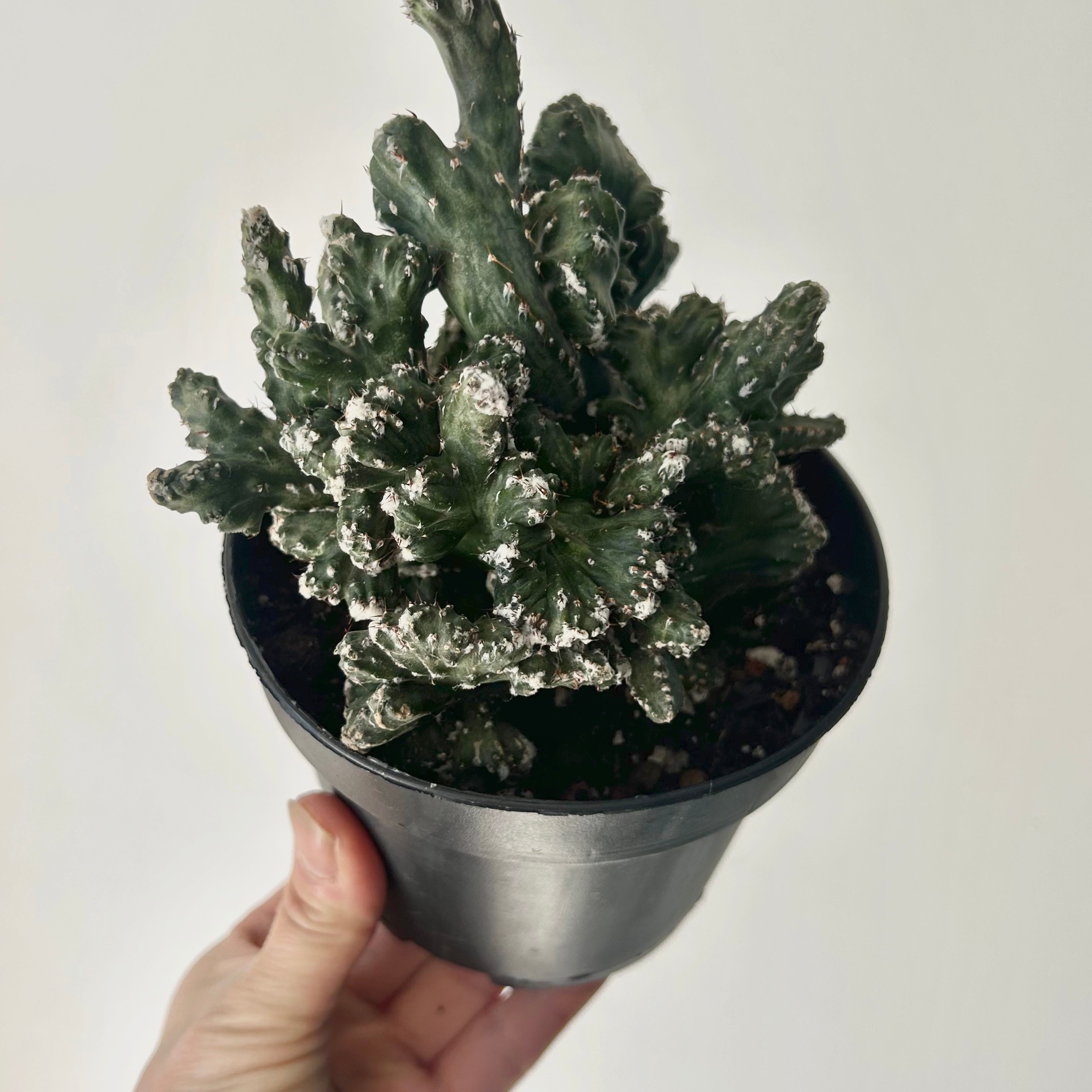 Crested Monvillea spegazzinii 5”pot