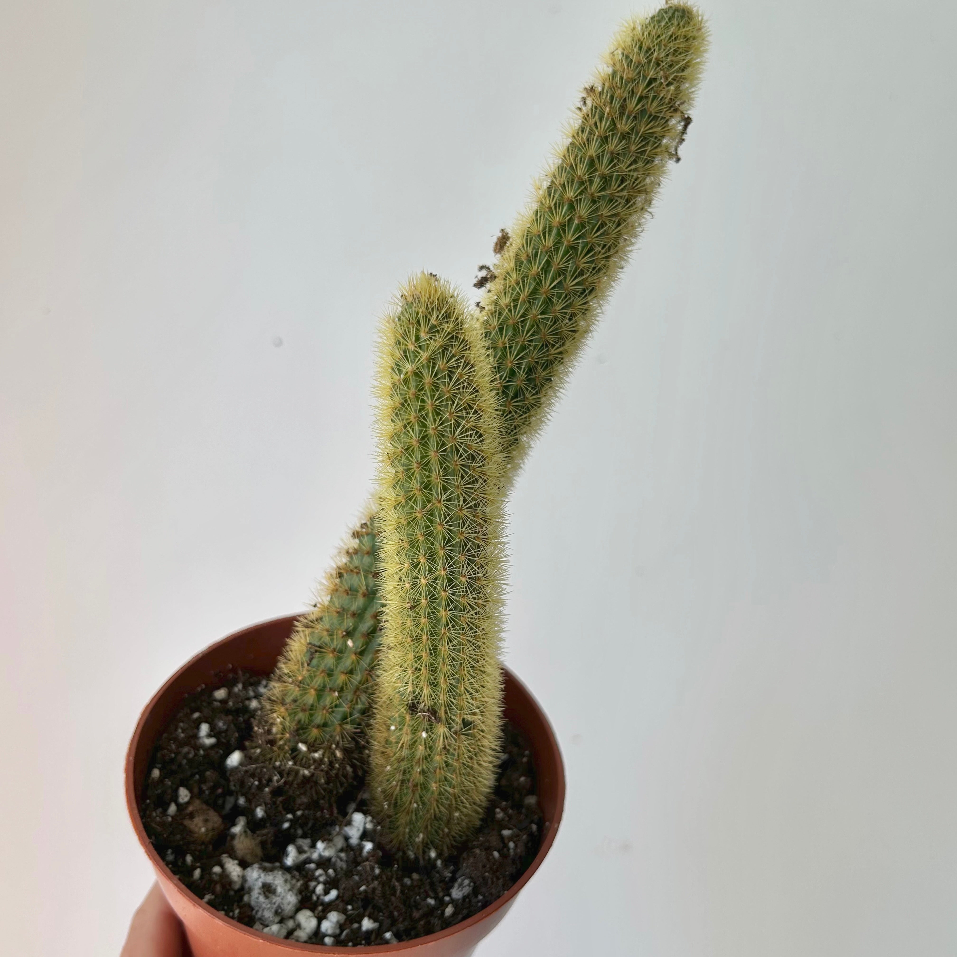 Golden Rat Tail Cactus (Cleistocactus winteri) 5" pot