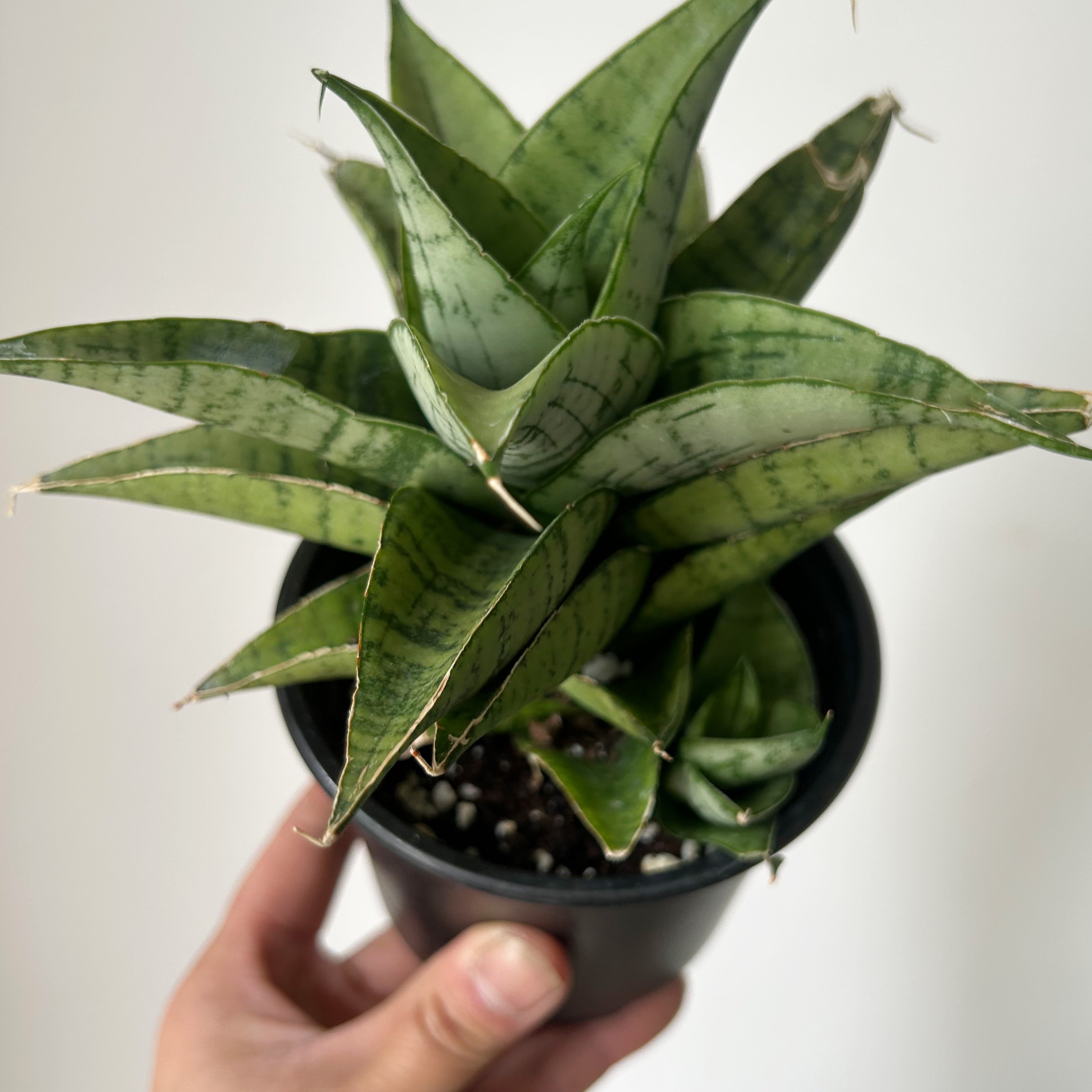 Sansevieria “Piano” 3.5”pot