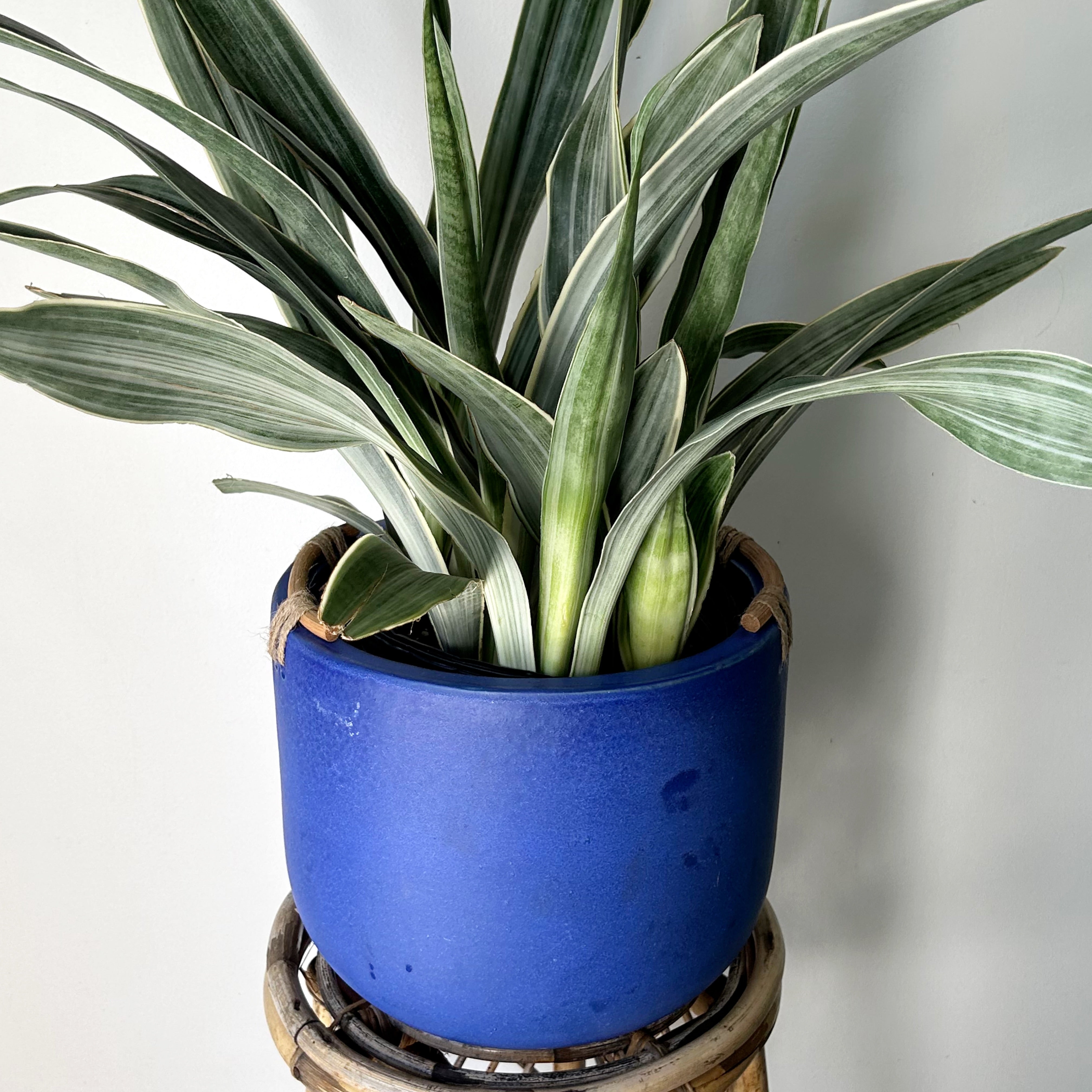 AZUL Large Decorative Pot (10”x9”)