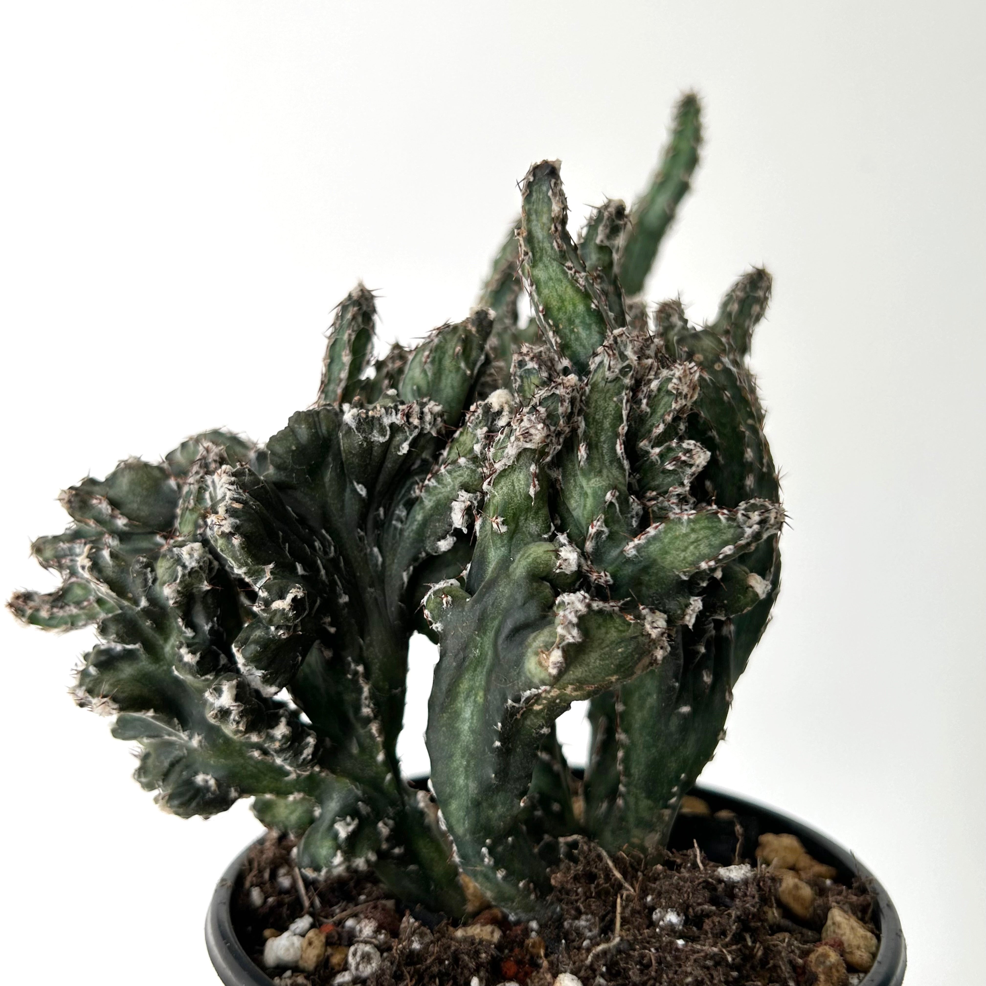 Crested Monvillea spegazzinii 4”pot