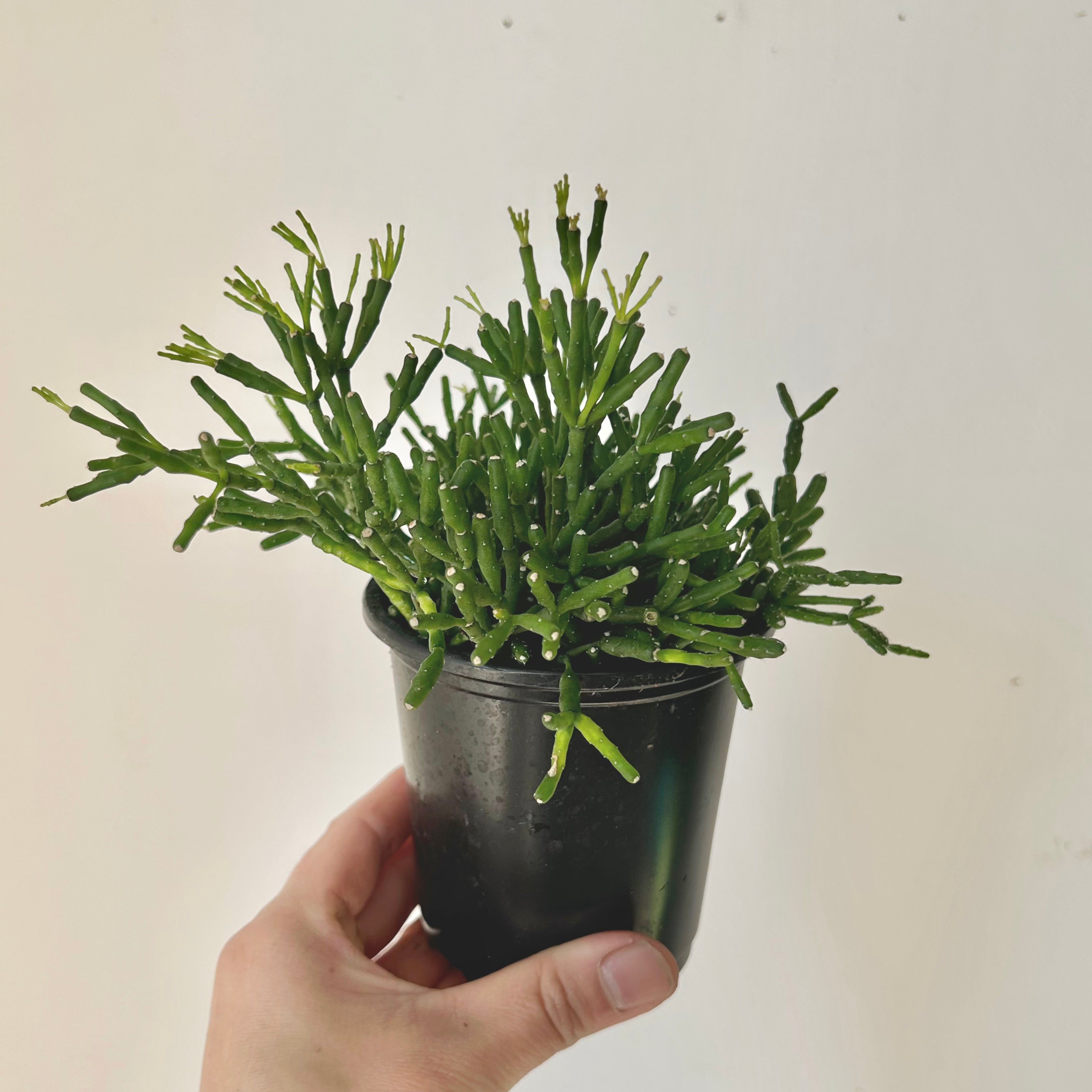 Bottle Cactus (Hatiora salicornioides ) 4”Pot