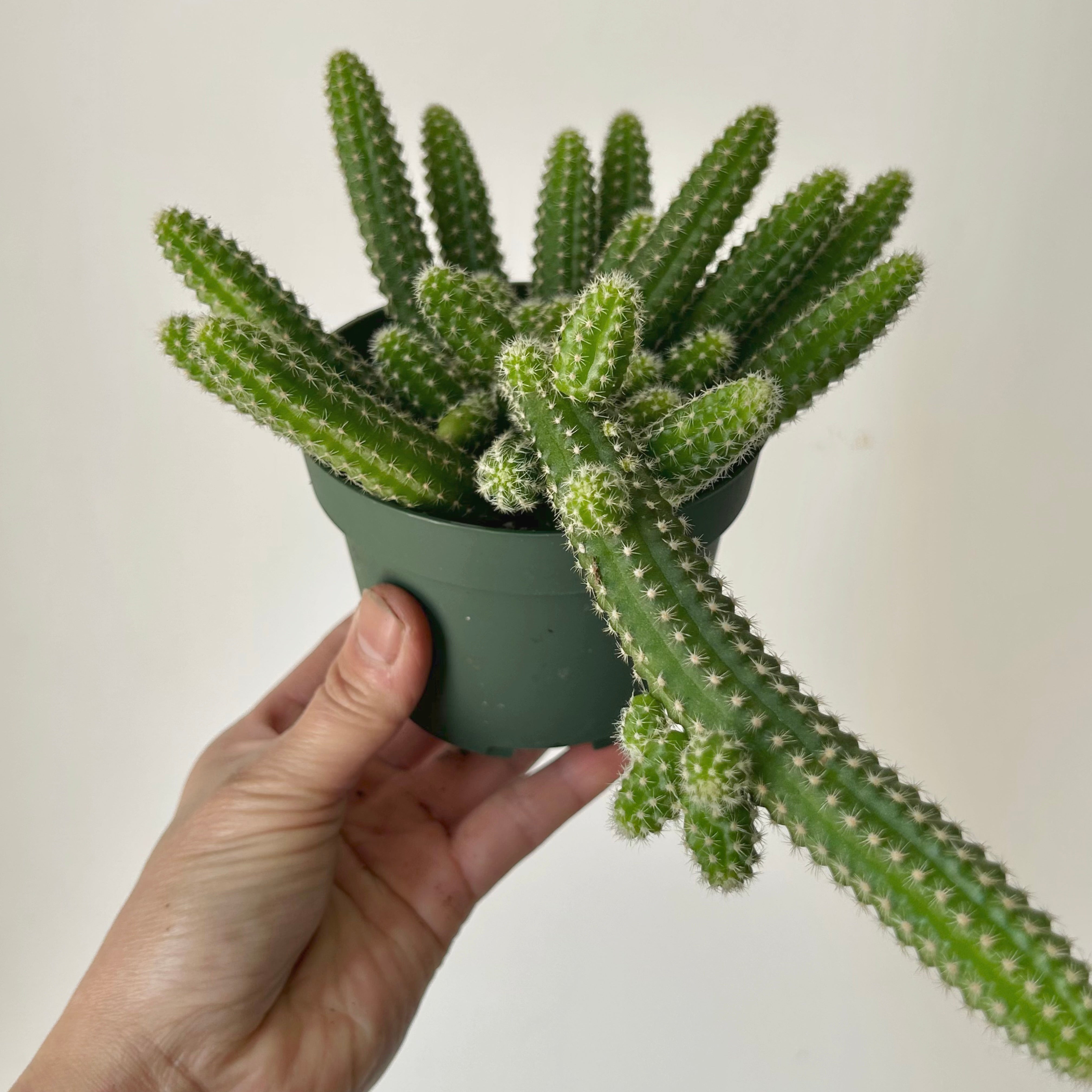 Peanut cactus (Echinopsis chamaecereus) 4” pot