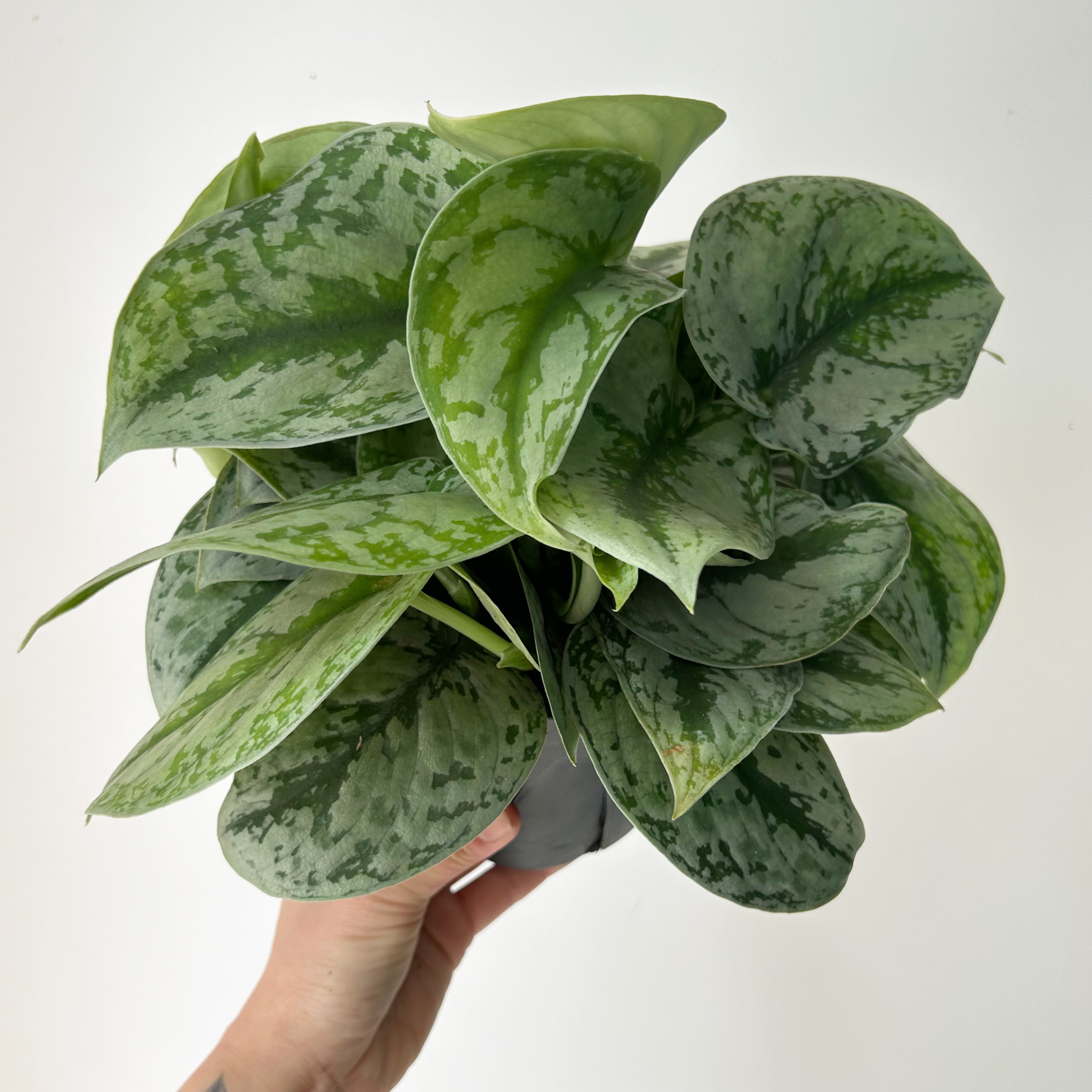 Scindapsus Exotica 6” pot