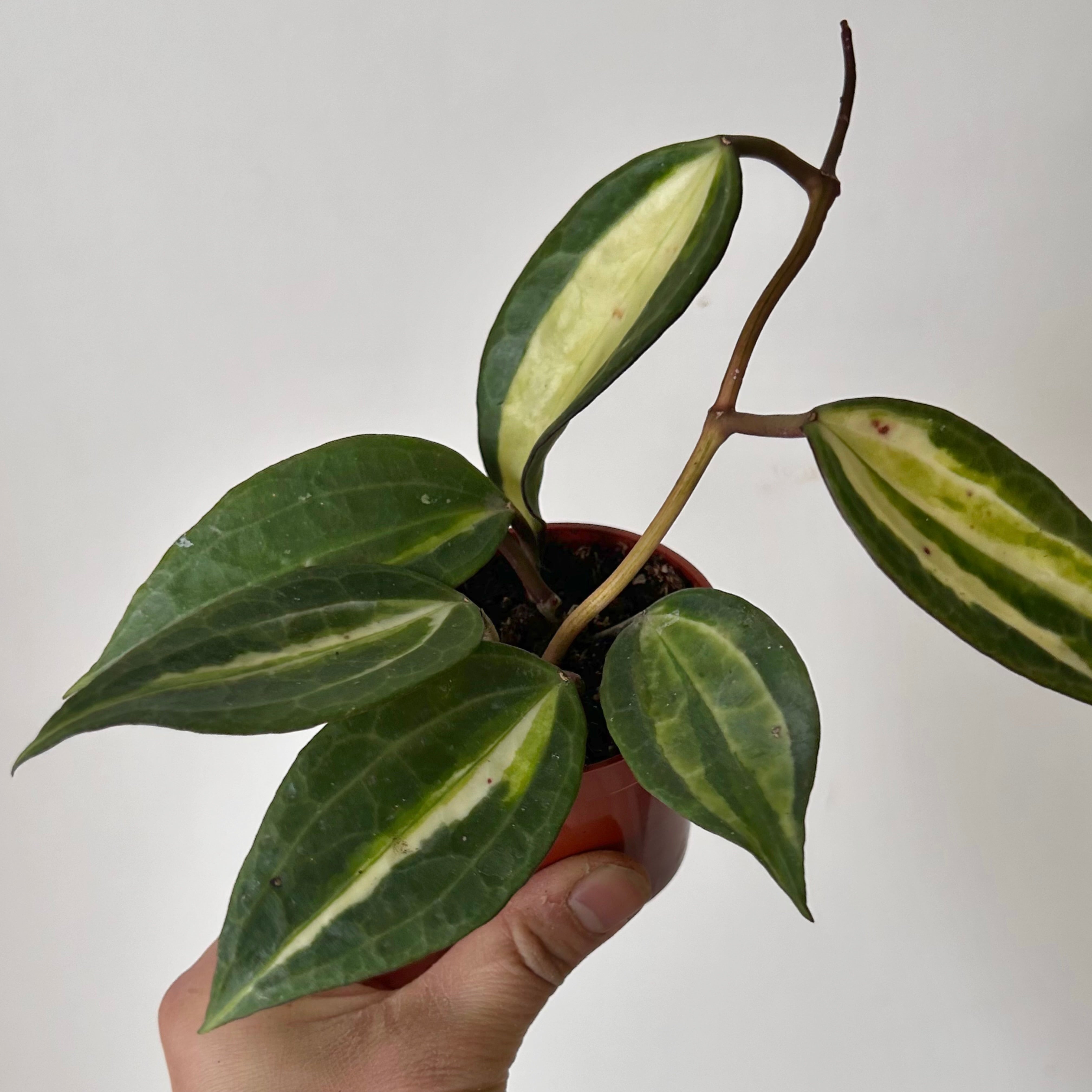 Hoya latifolia “Pot of Gold” 3”pot