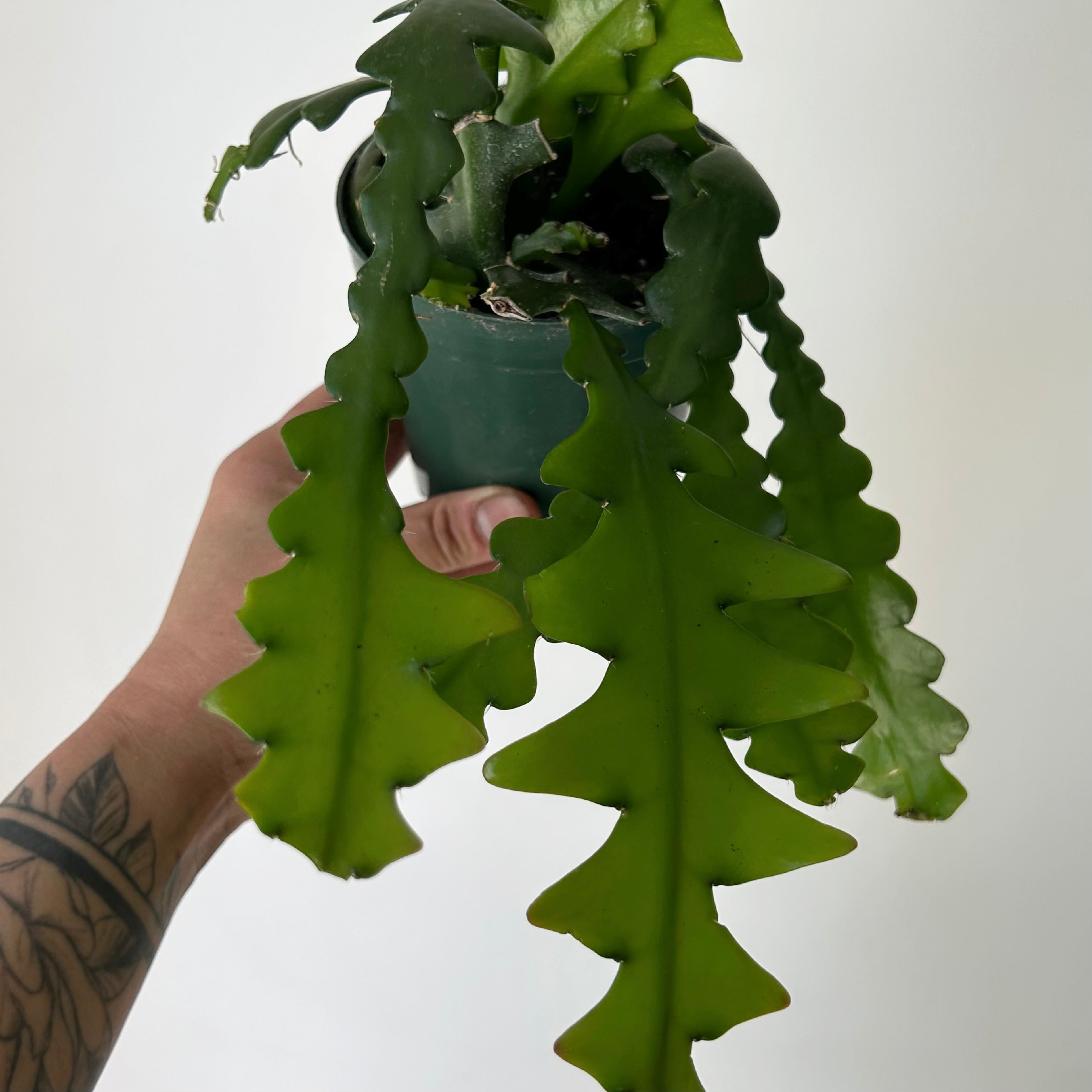 Fishbone Cactus (epiphyllum anguliger) 4”Pot