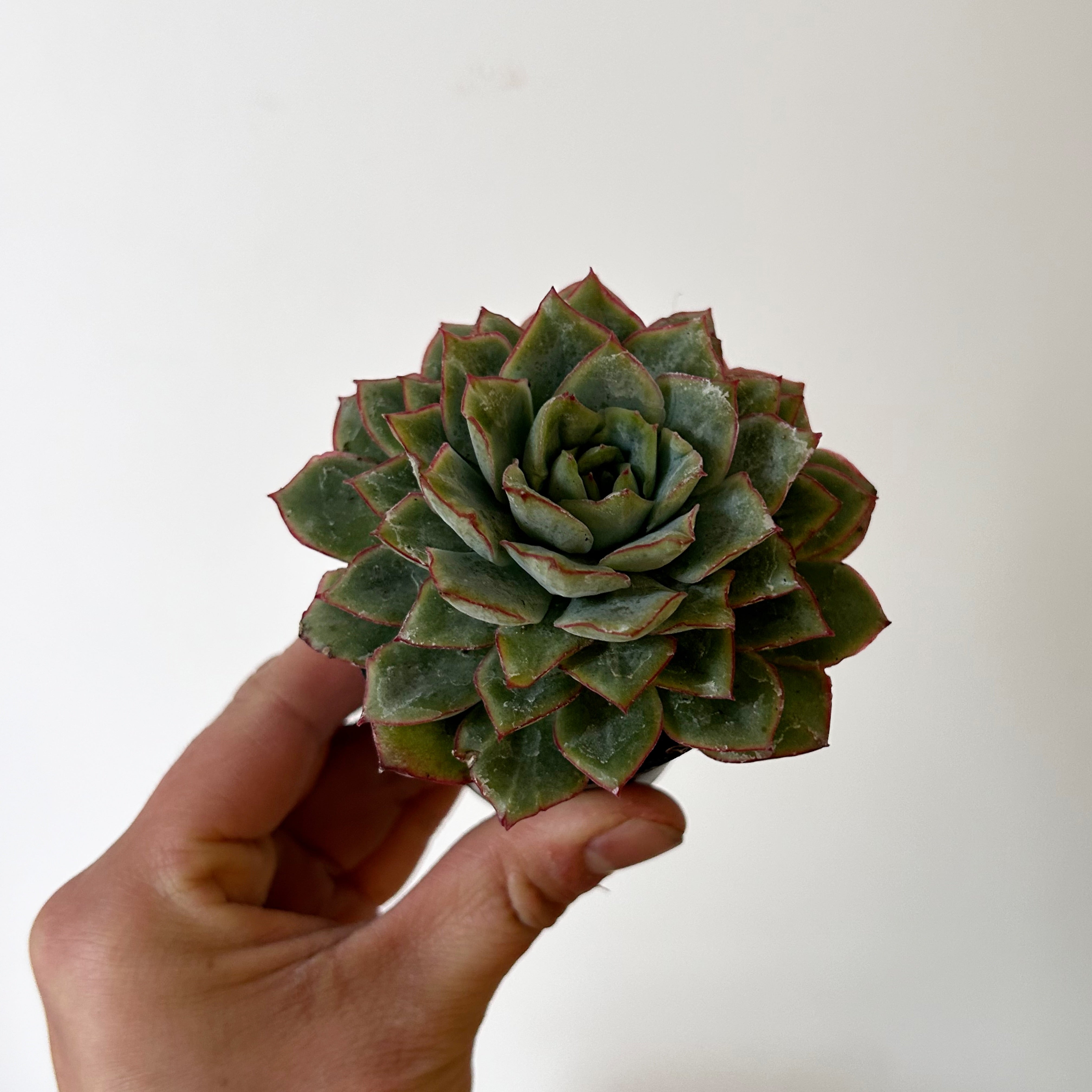 Echeveria ‘California Queen’ 2.5”pot