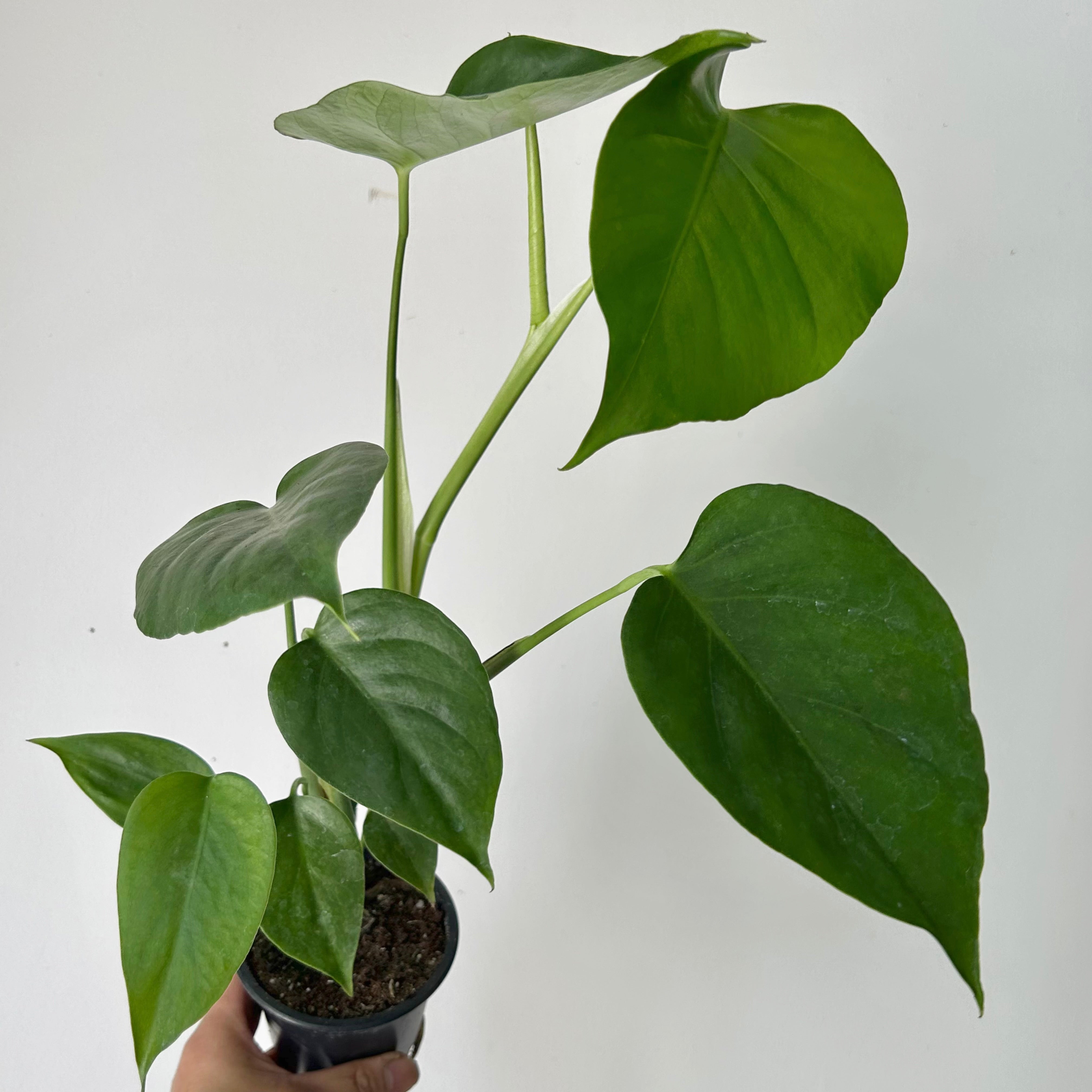 Monstera sierrana 3.5” pot