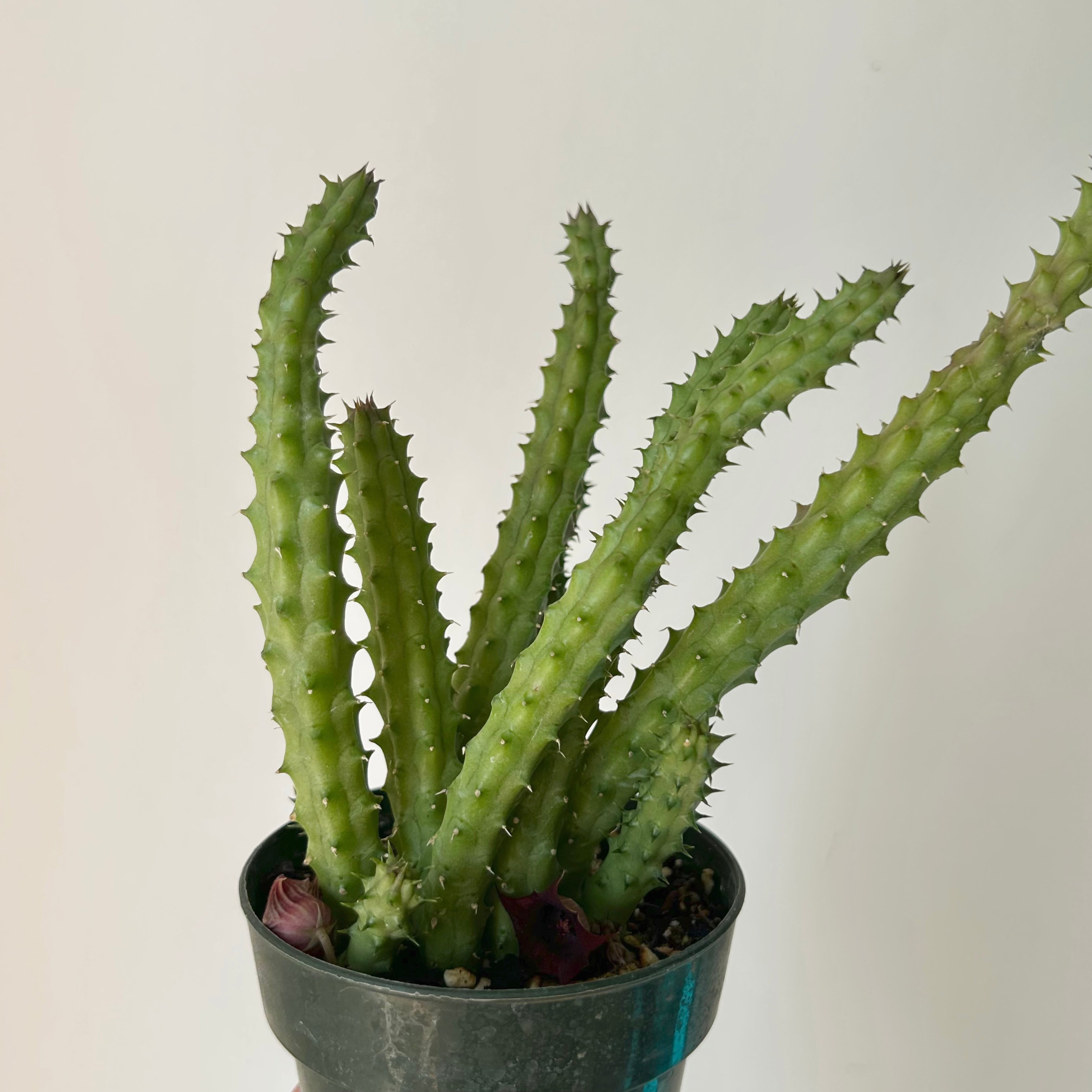 Red Dragon Flower Succulent (huernia schneideriana) 3.5”pot