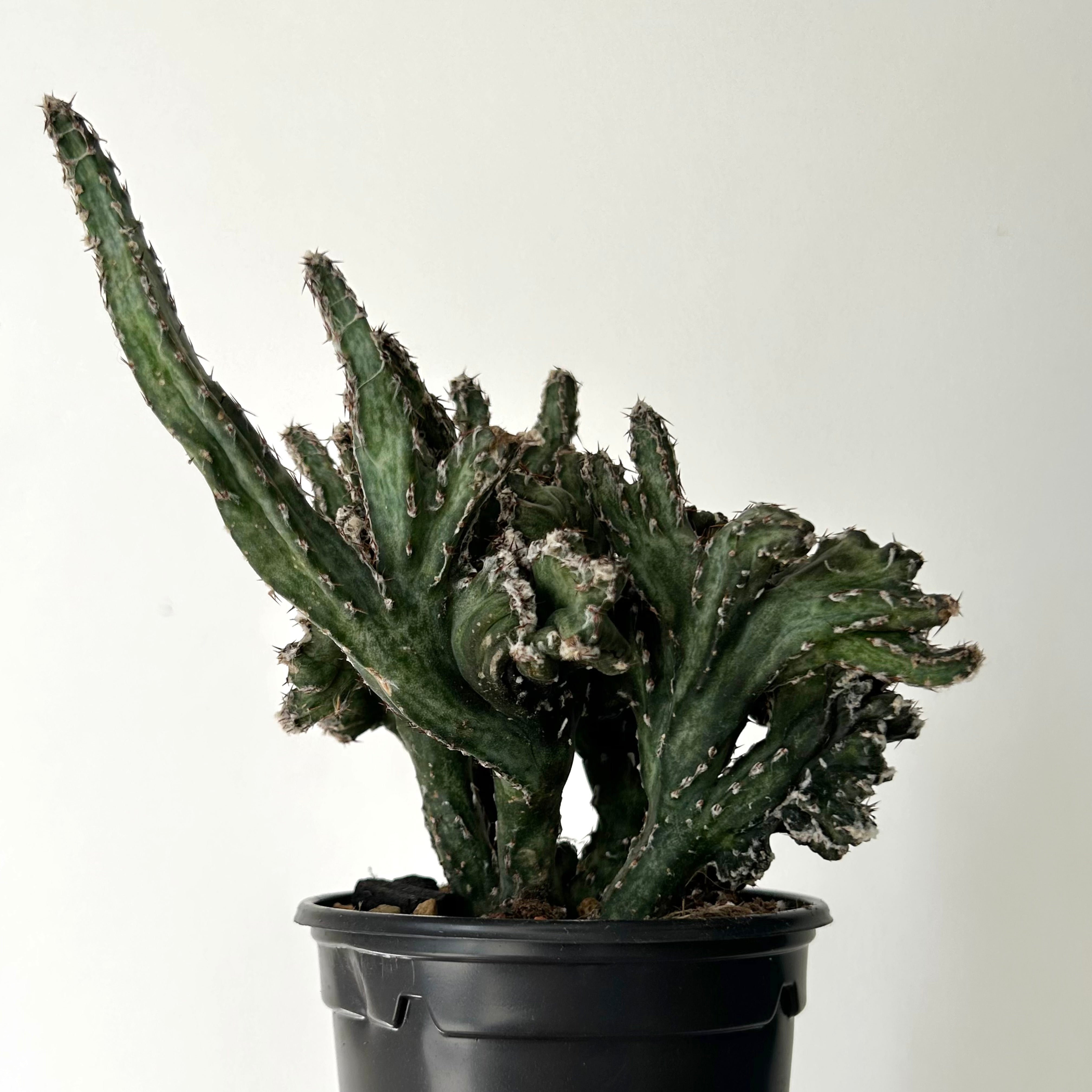 Crested Monvillea spegazzinii 4”pot