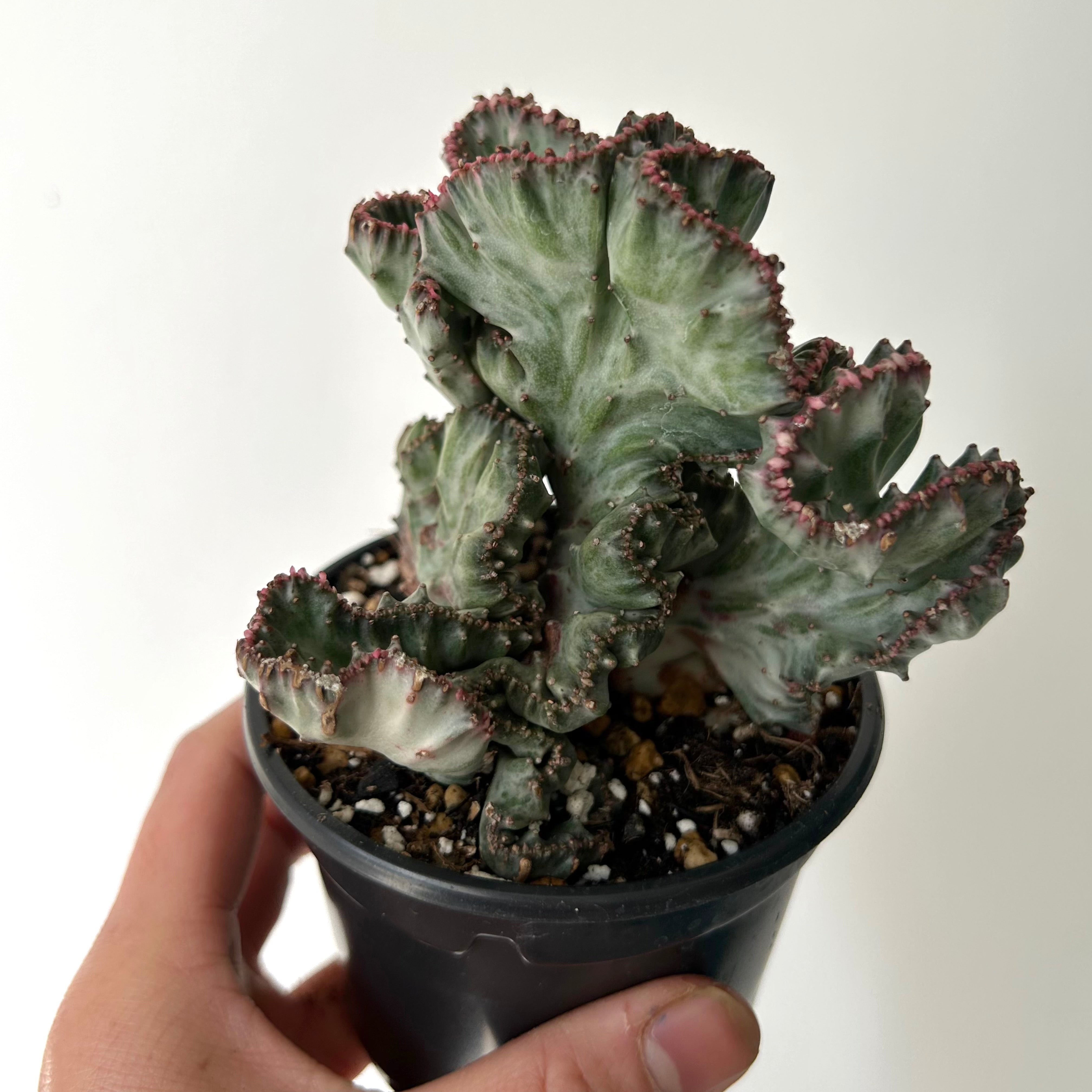 Crested Euphorbia Lactea 'White Ghost' 4”pot
