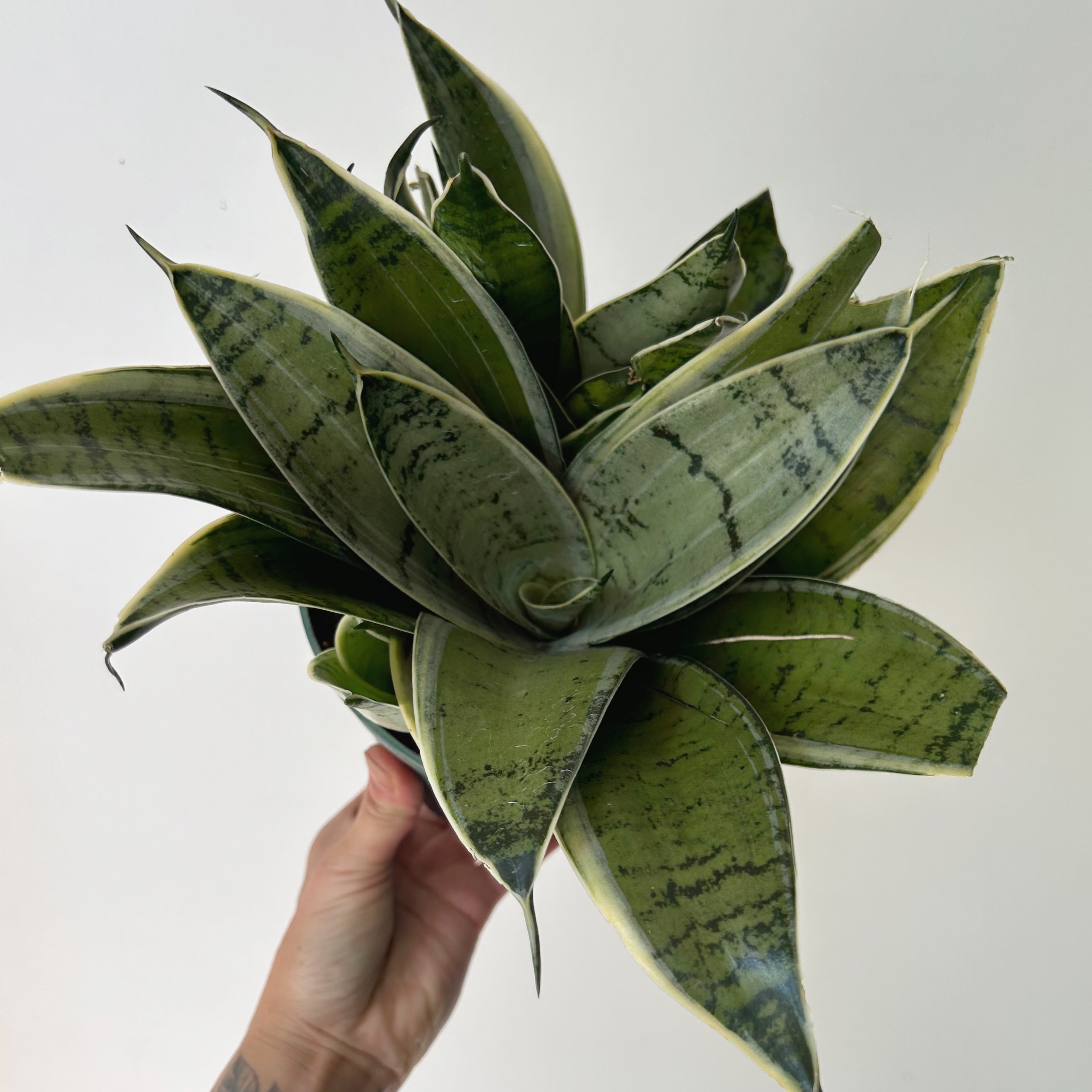 Sansevieria "Night Owl" 6” pot