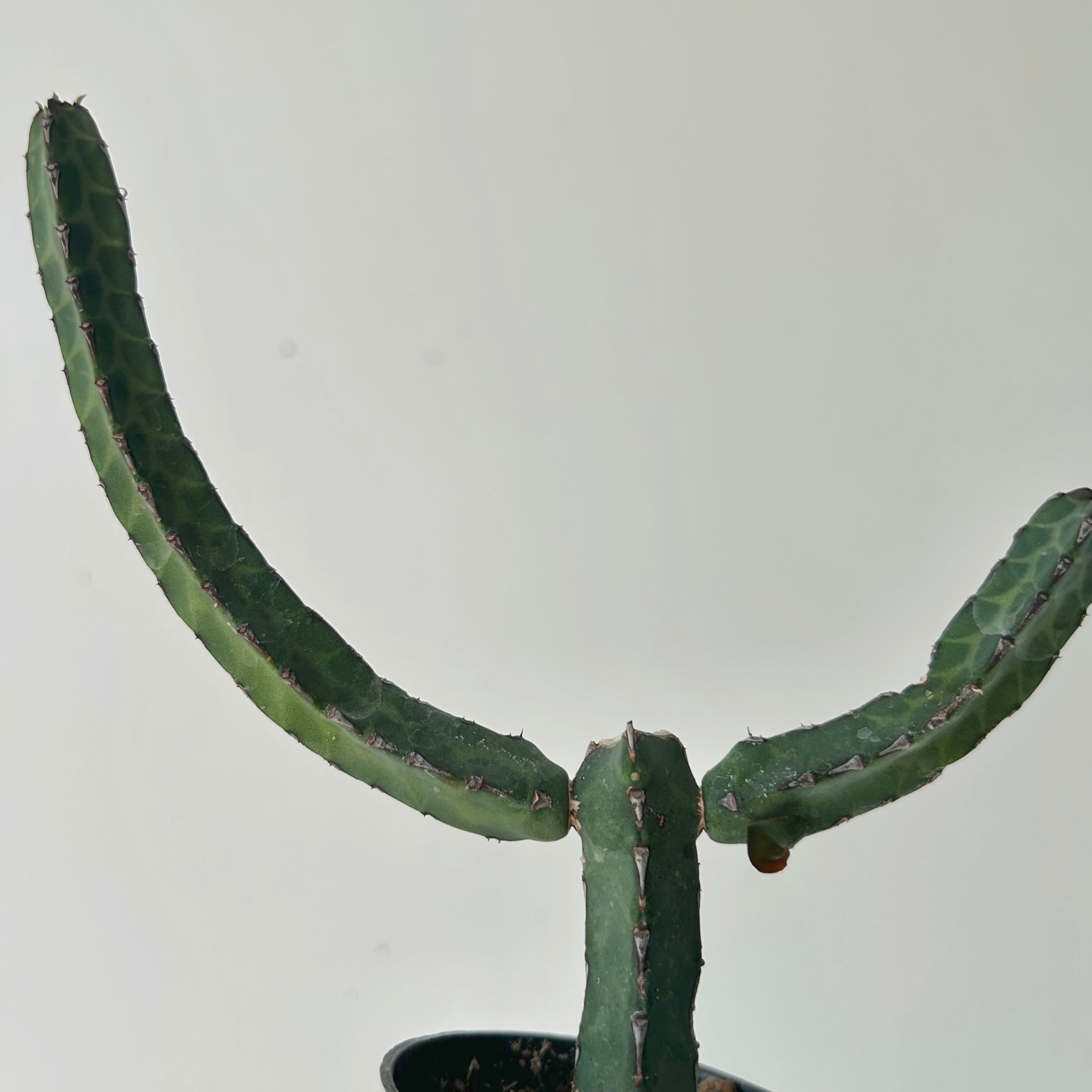 Euphorbia heterochroma 2.5” pot