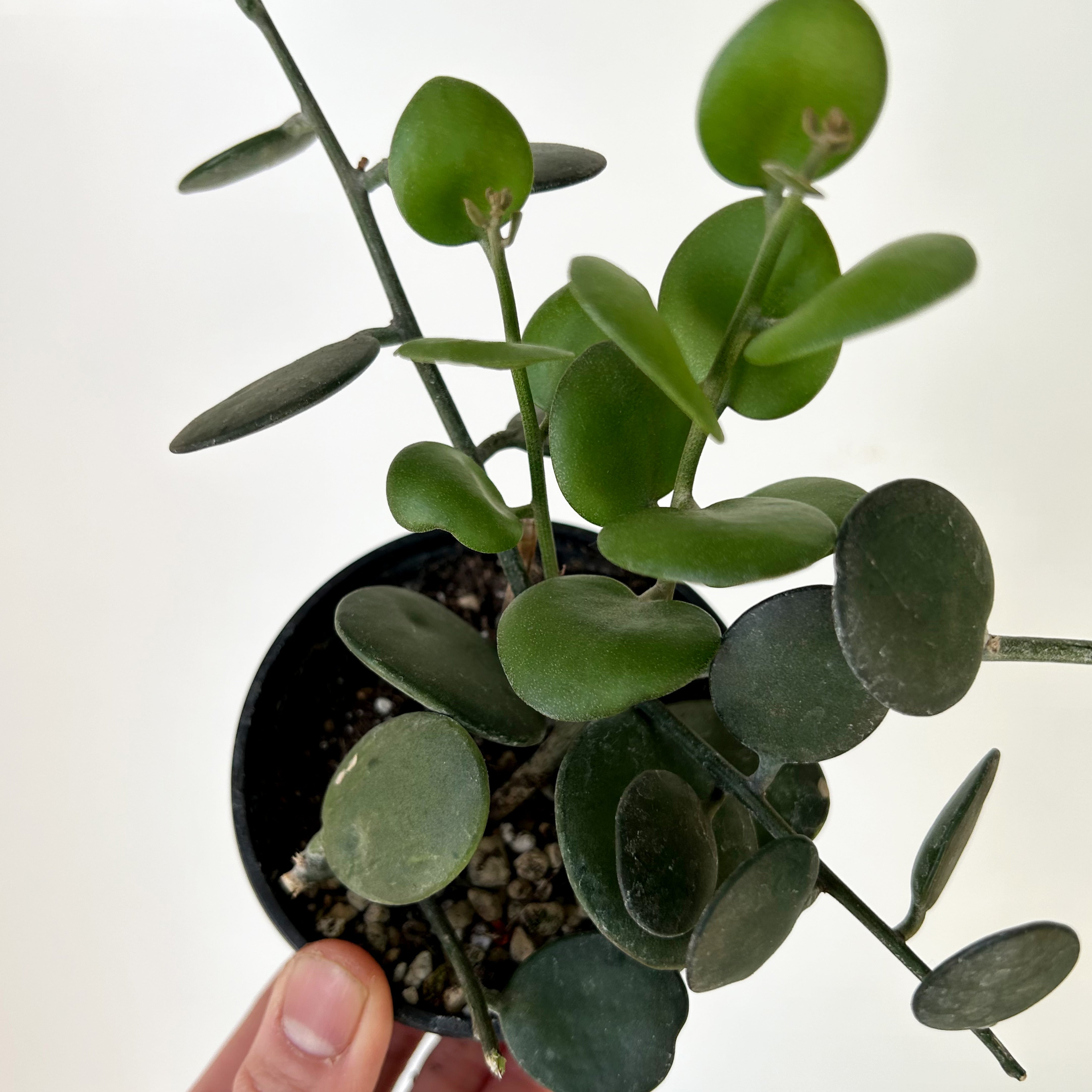 Silver Dollar Vine (Xerosicyos Danguyi ) 3.5”pot