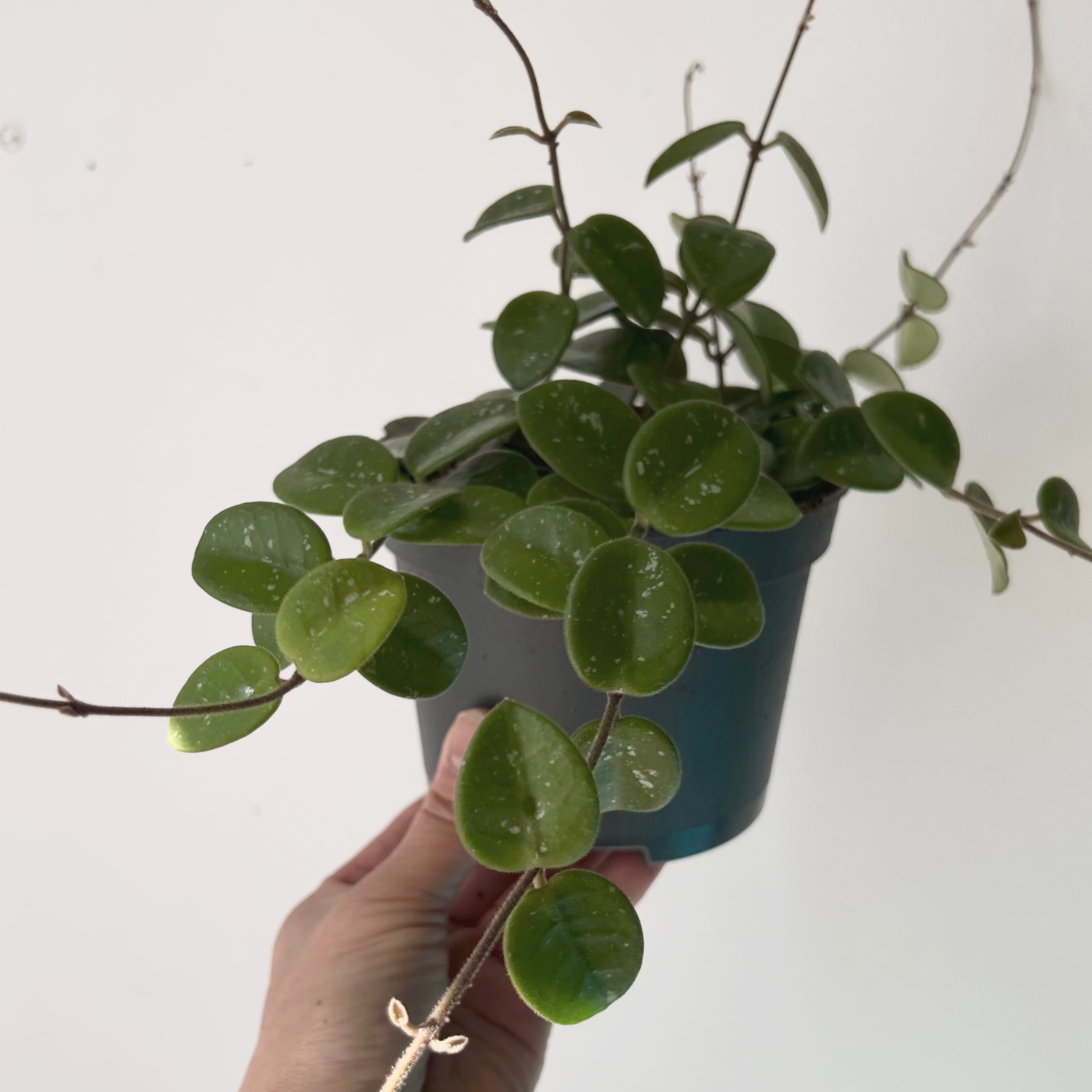 Hoya Mathilde 5” pot