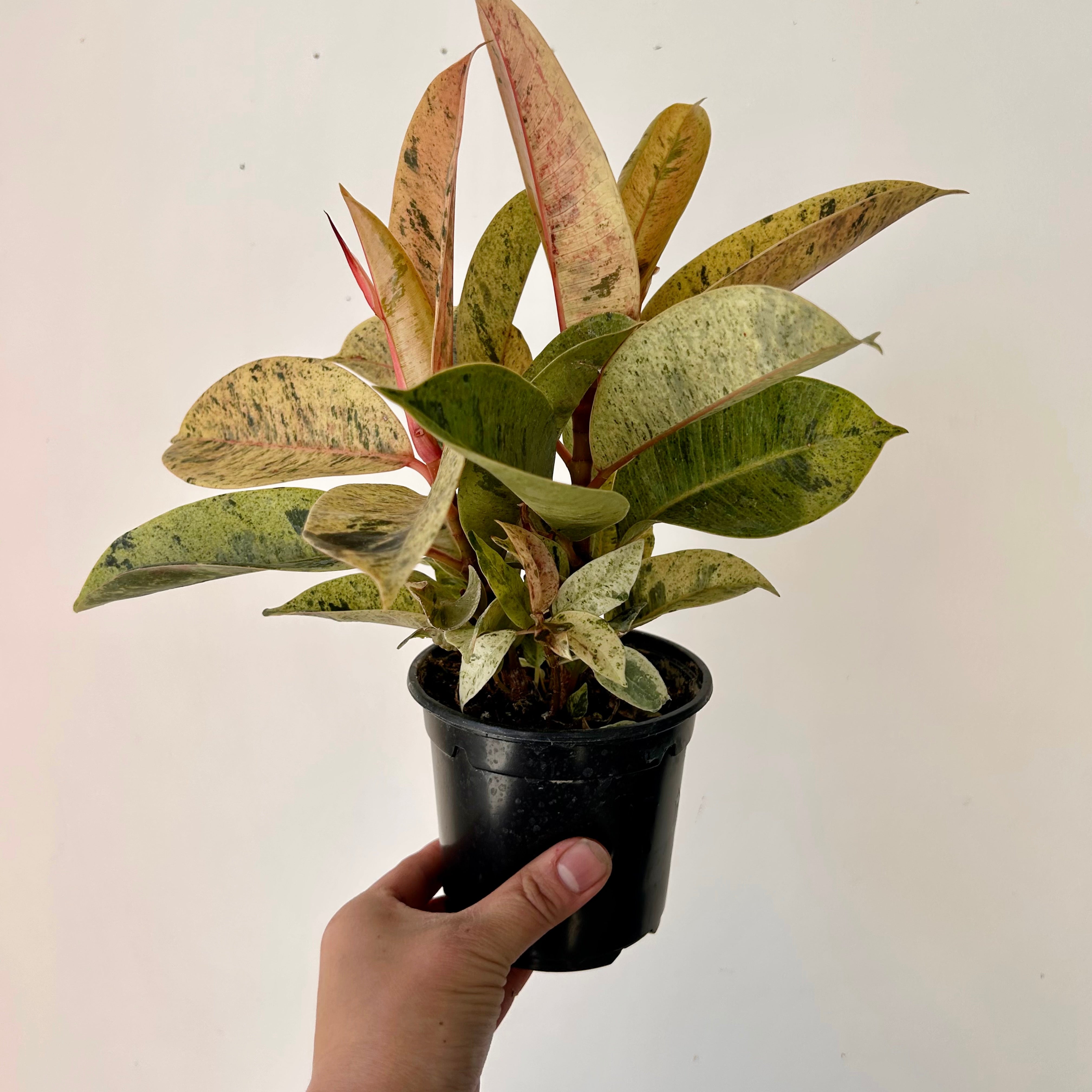 Ficus Shivereana Moonshine 4”pot