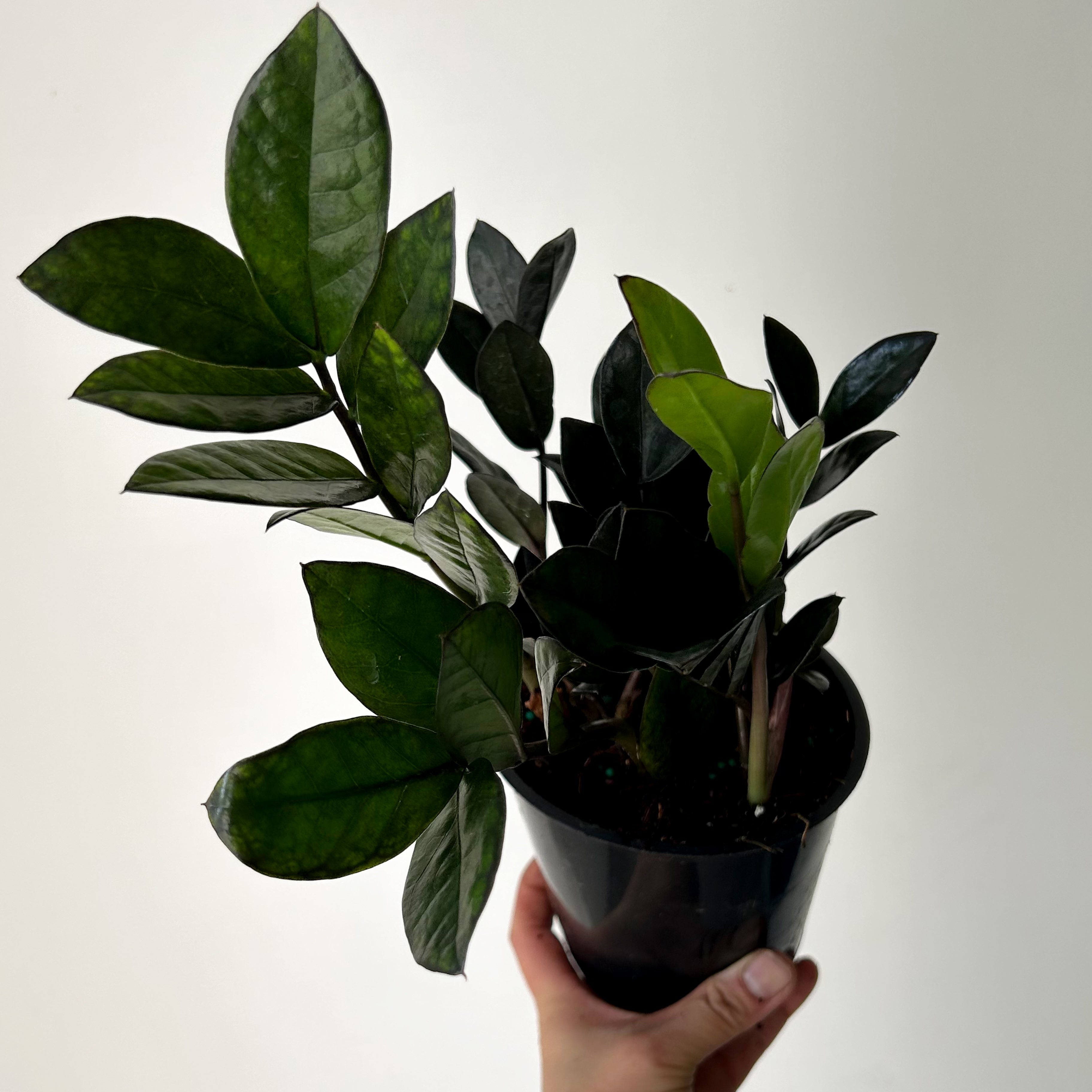 ZZ Dowon "Supernova Black" 5” pot
