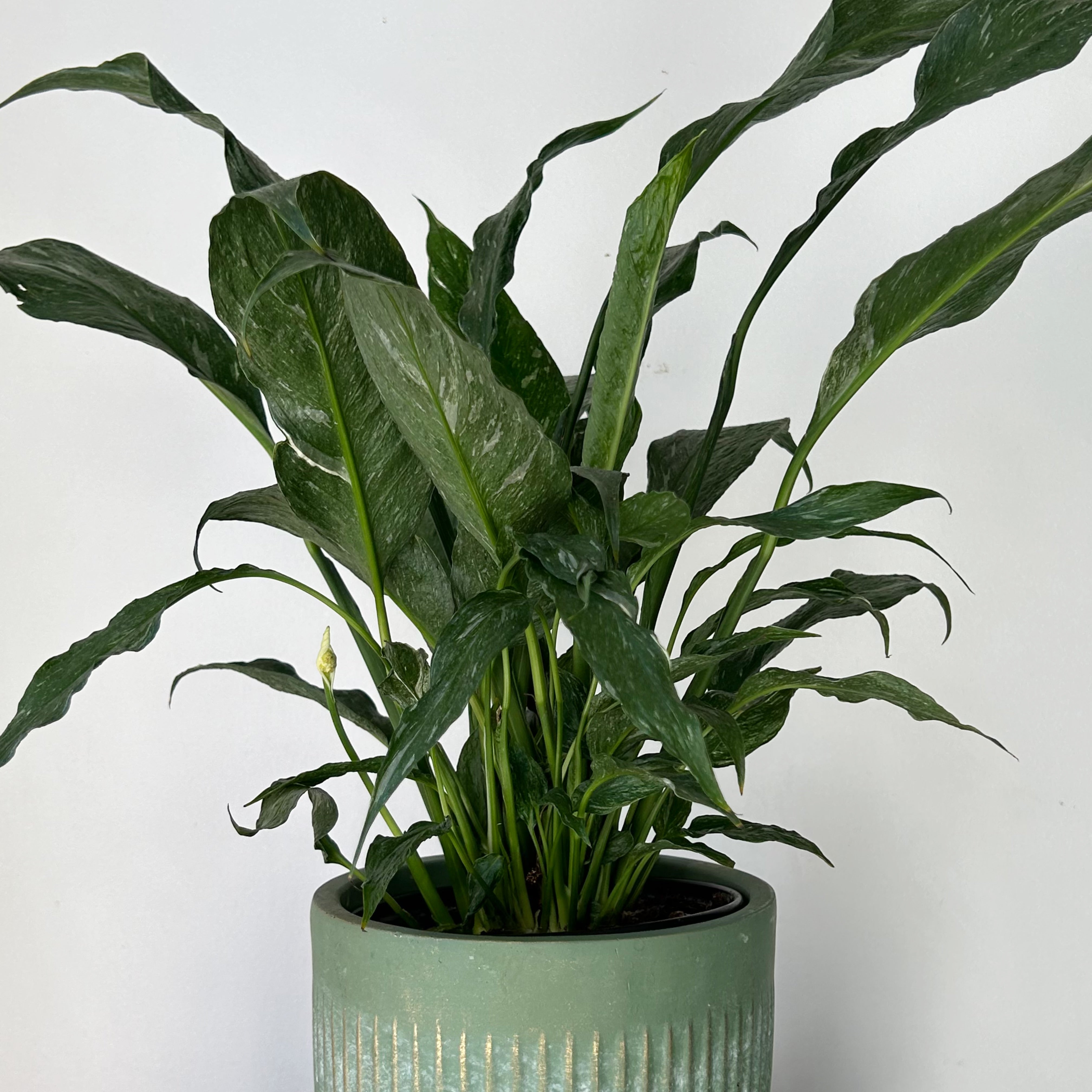 Variegated Peace Lily “Domino” 6” pot