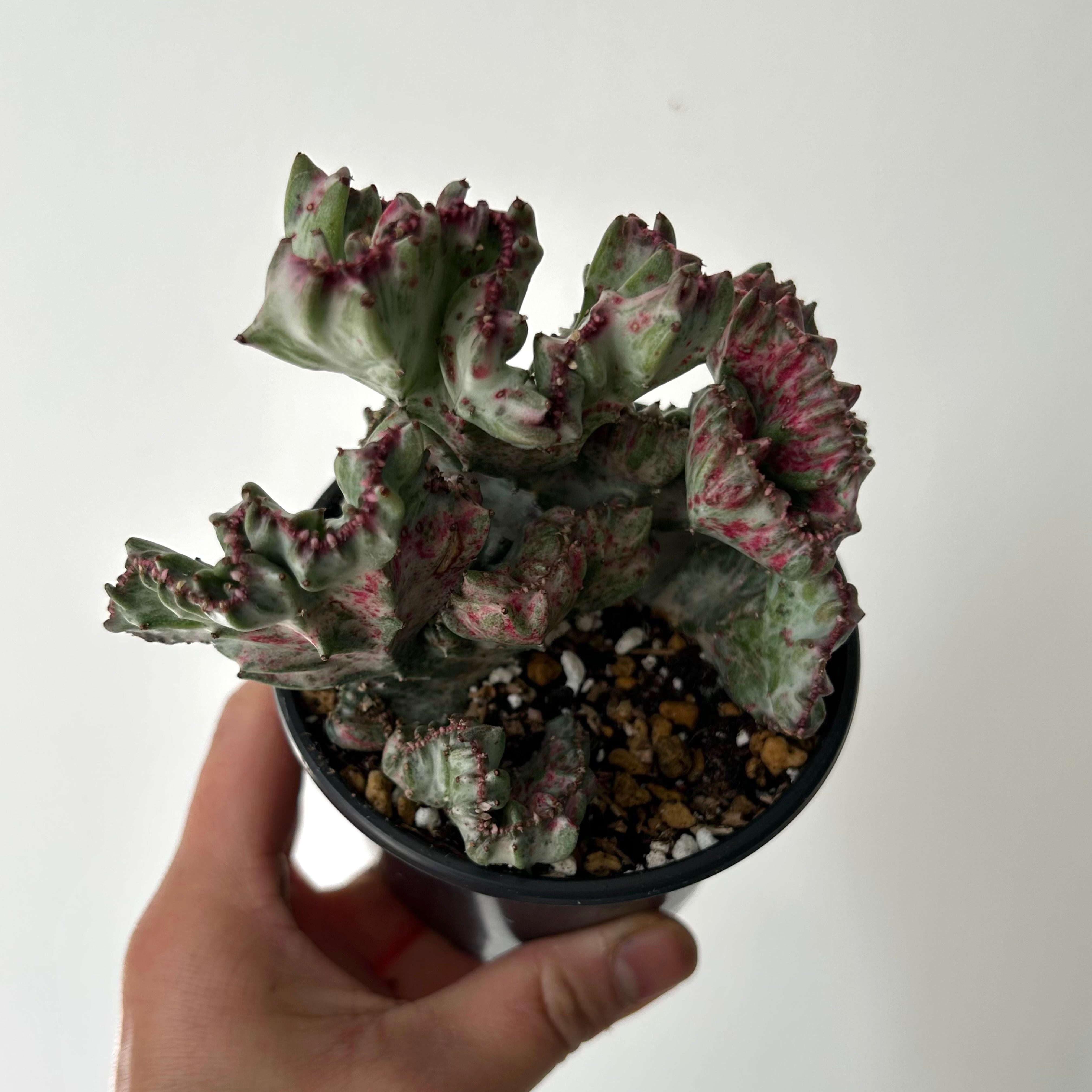 Crested Euphorbia Lactea 'White Ghost' 4”pot