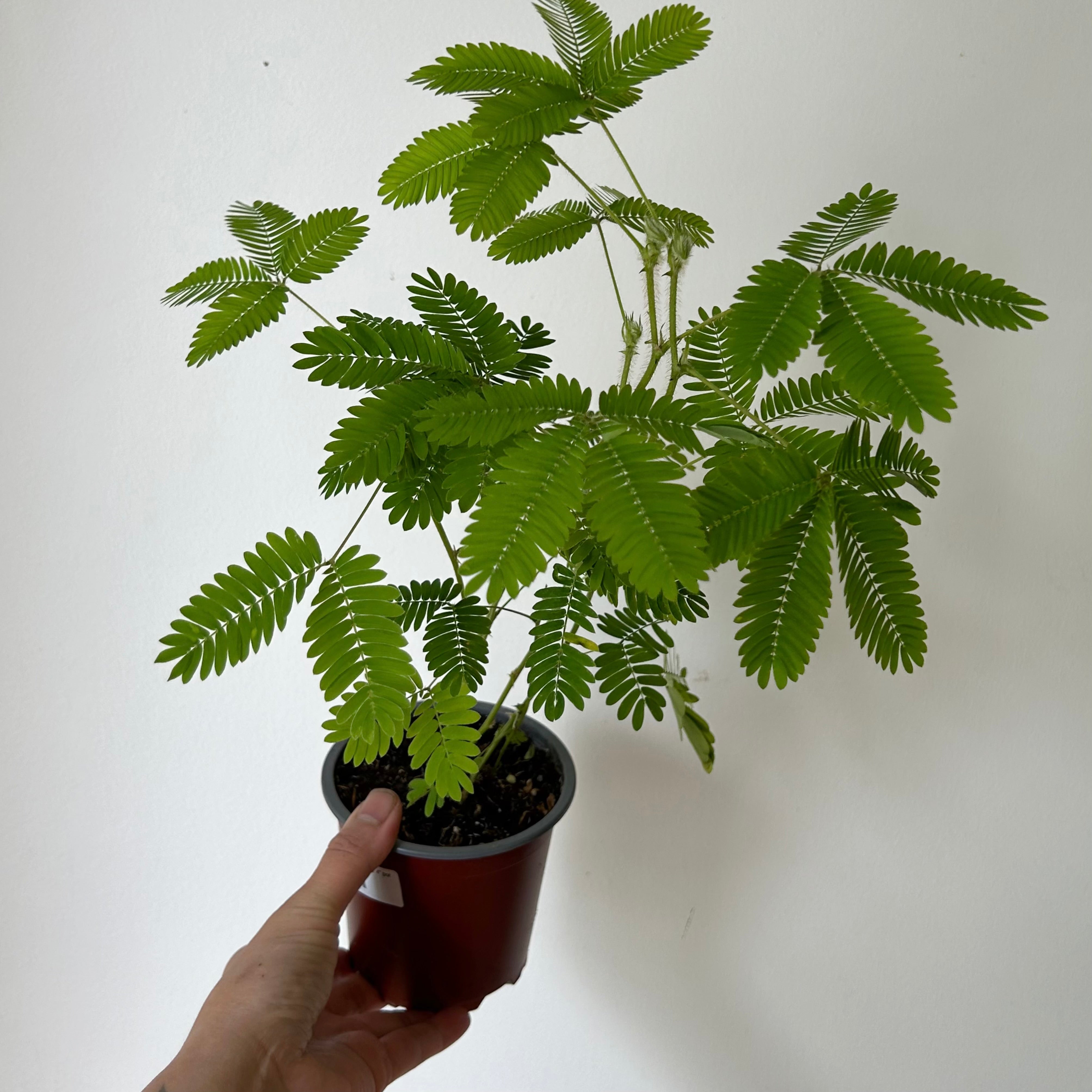 Sensitive Plant (Mimosa Pudica) 4”pot