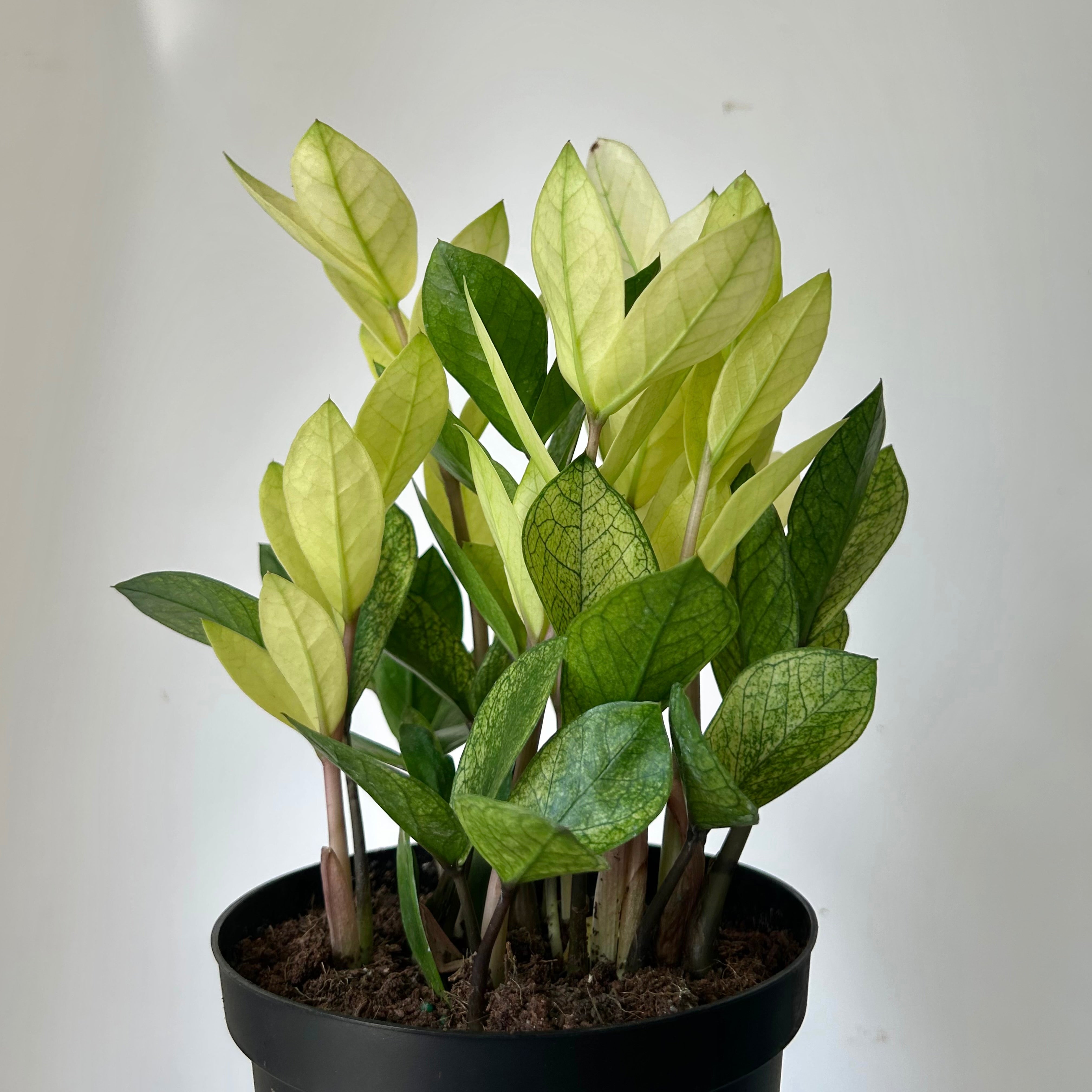ZZ “Chameleon” 6” pot