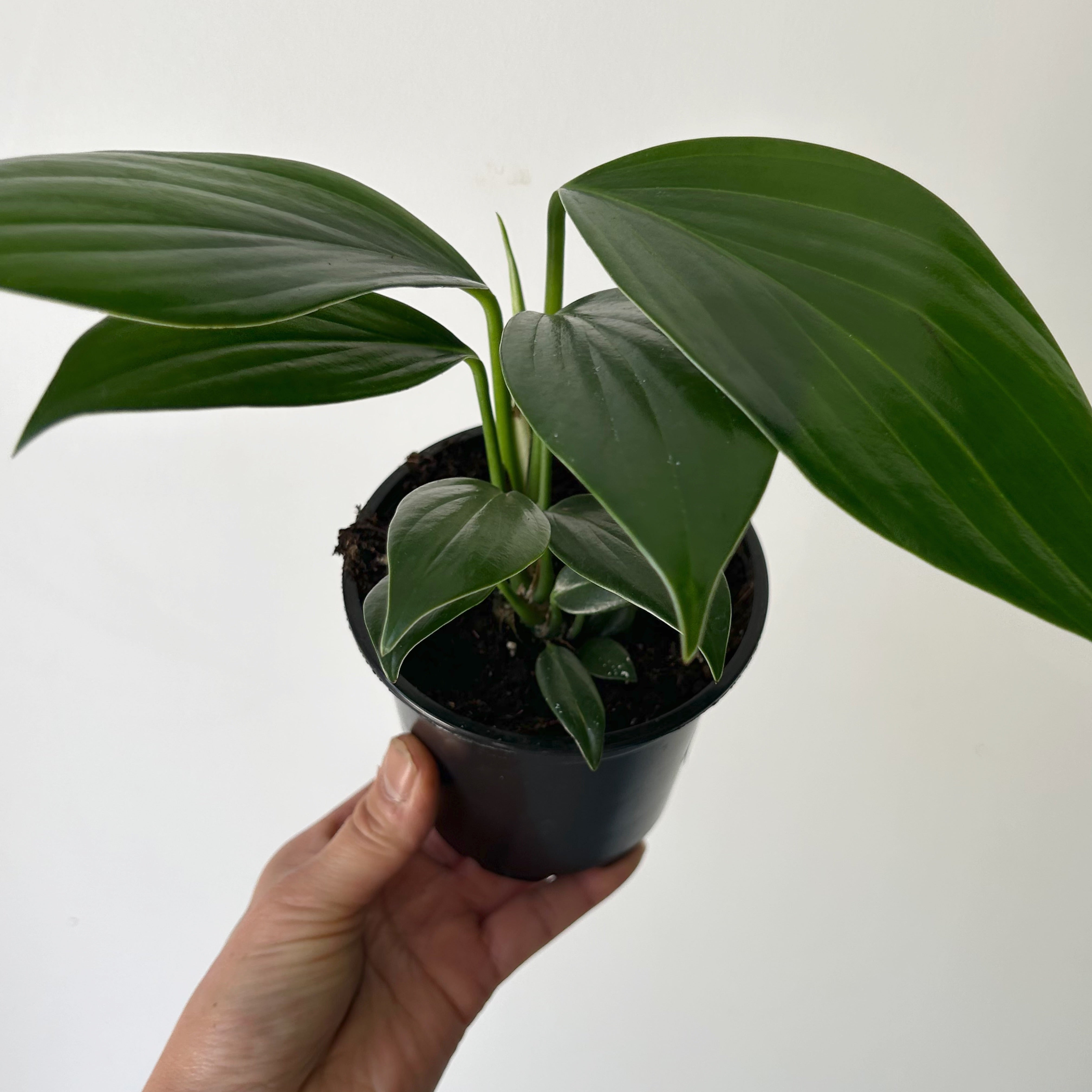 Dragon Tail Plant (Rhaphidophora Decursiva) 3.5”pot