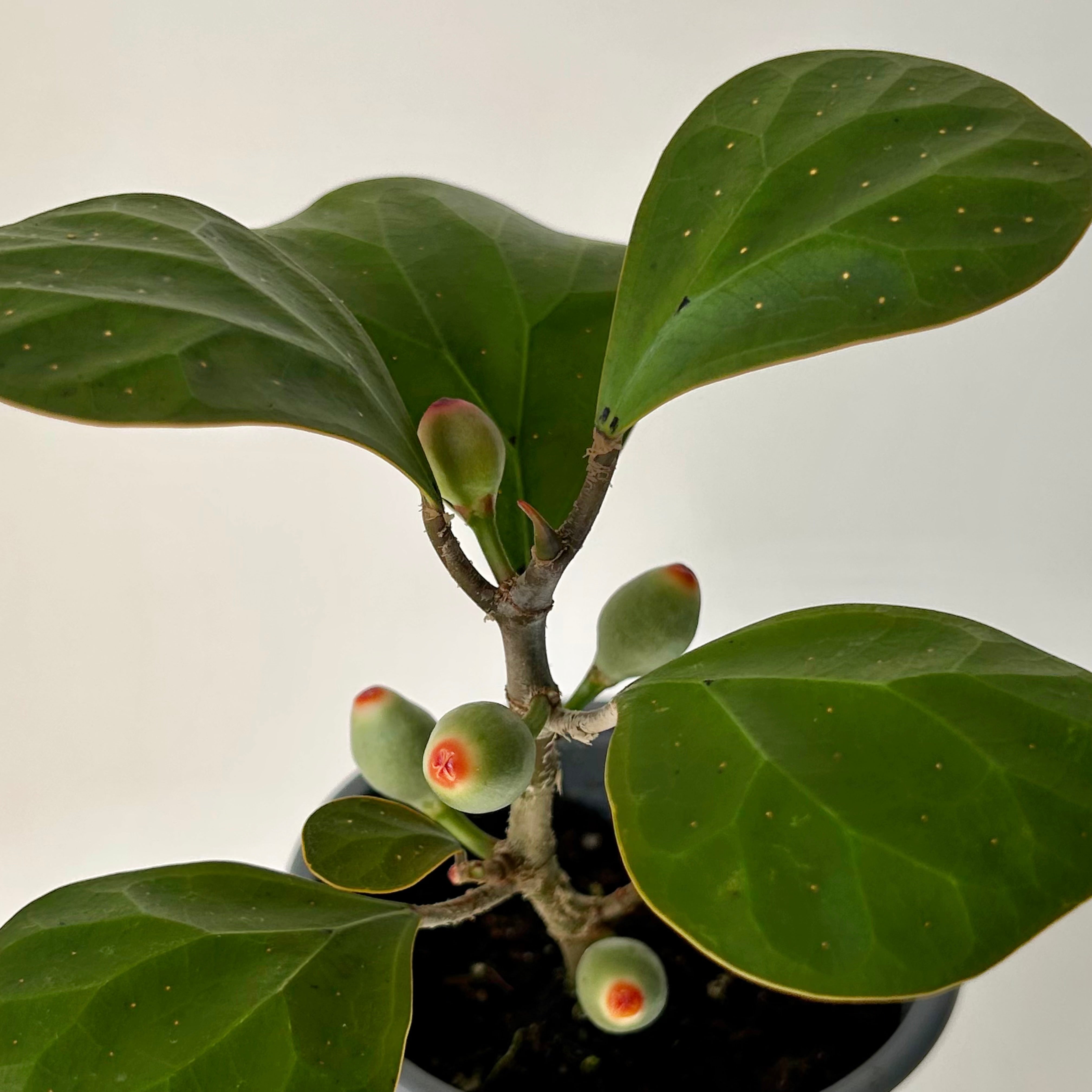 Mistletoe Fig (Ficus deltoidea) 3.5”pot