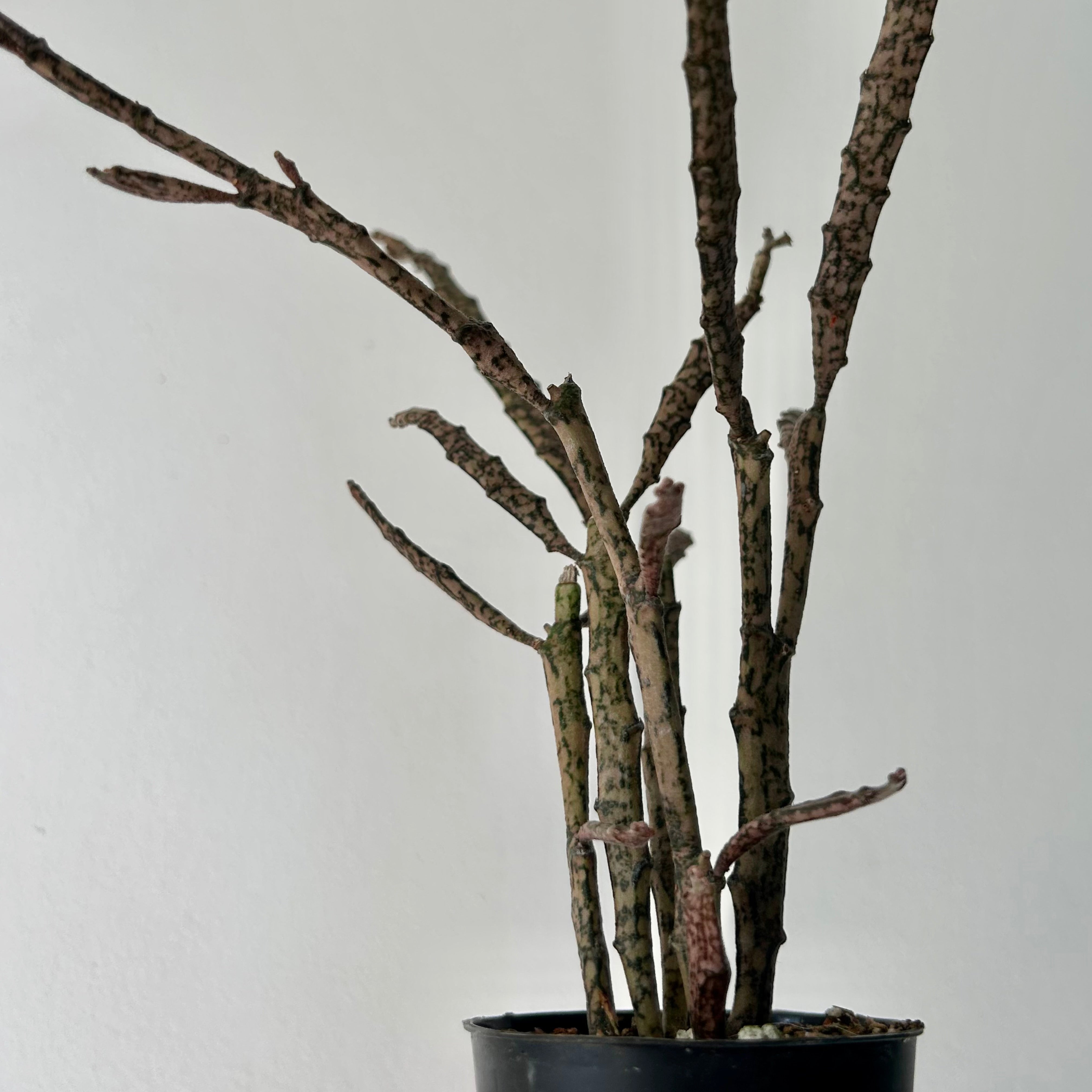 Dead Stick Plant (Euphorbia platyclada) 2.5” pot