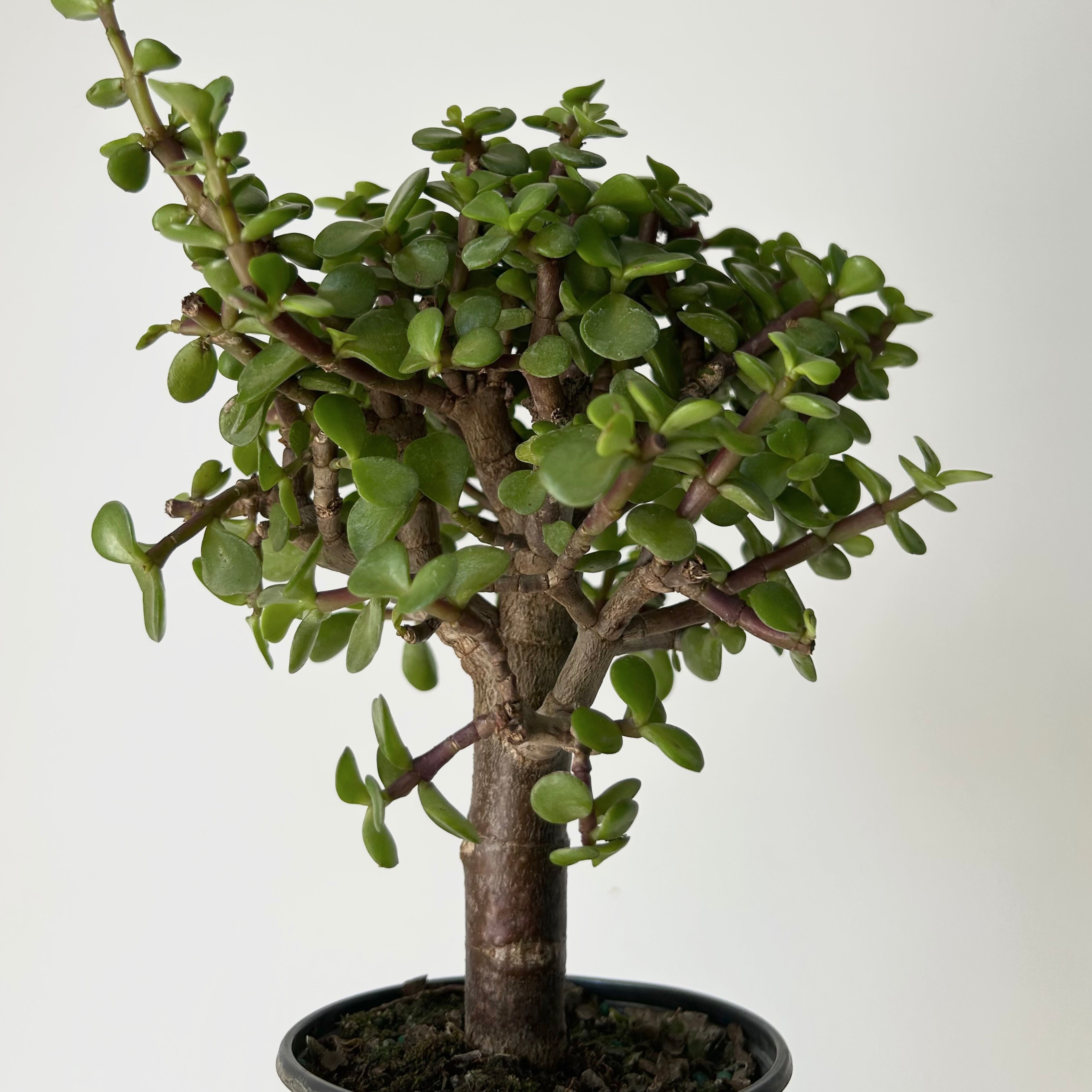Elephant Jade Succulent (Portulacaria Afra) Tree form 4"pot