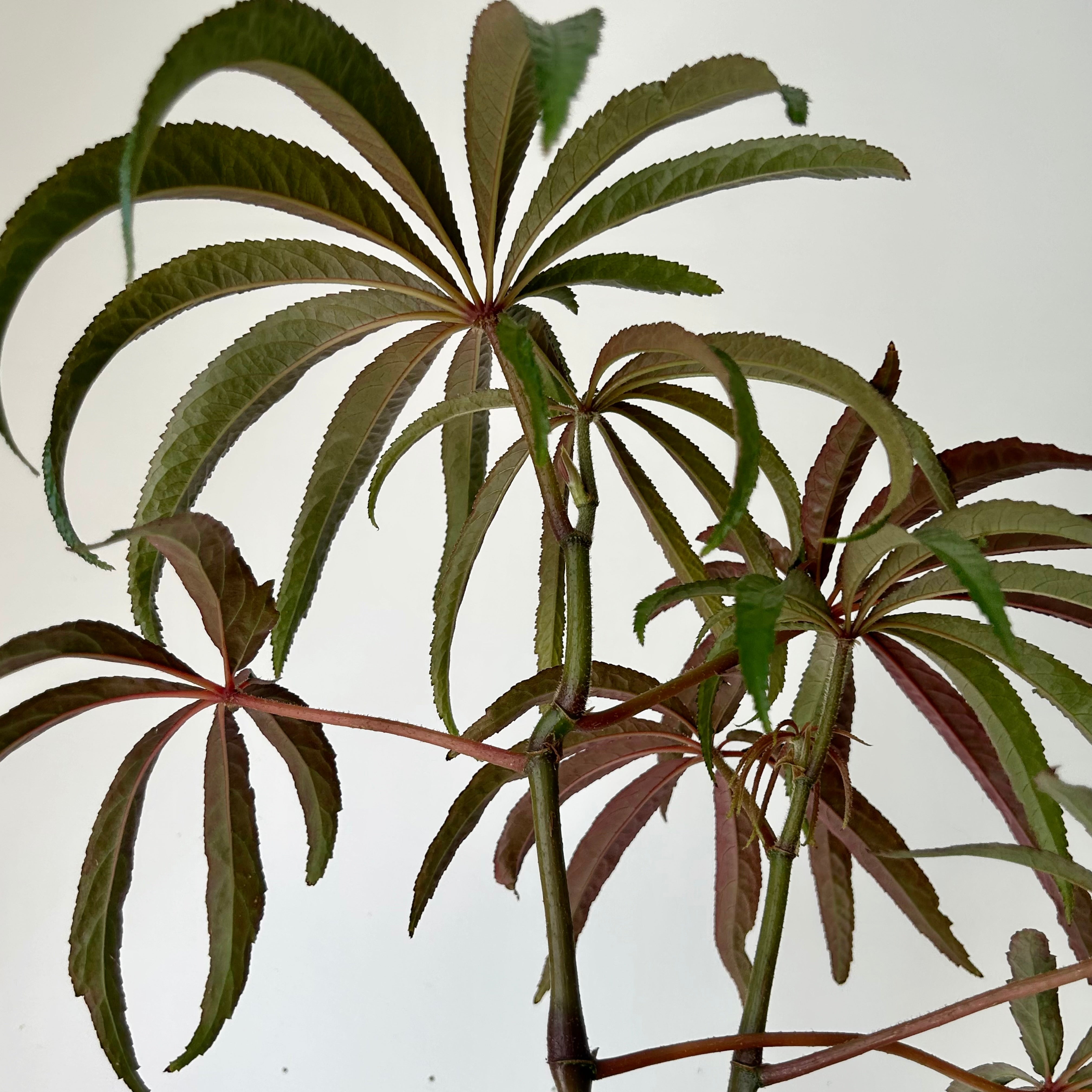 Palm Leaf Begonia (Luxurians) 4” pot