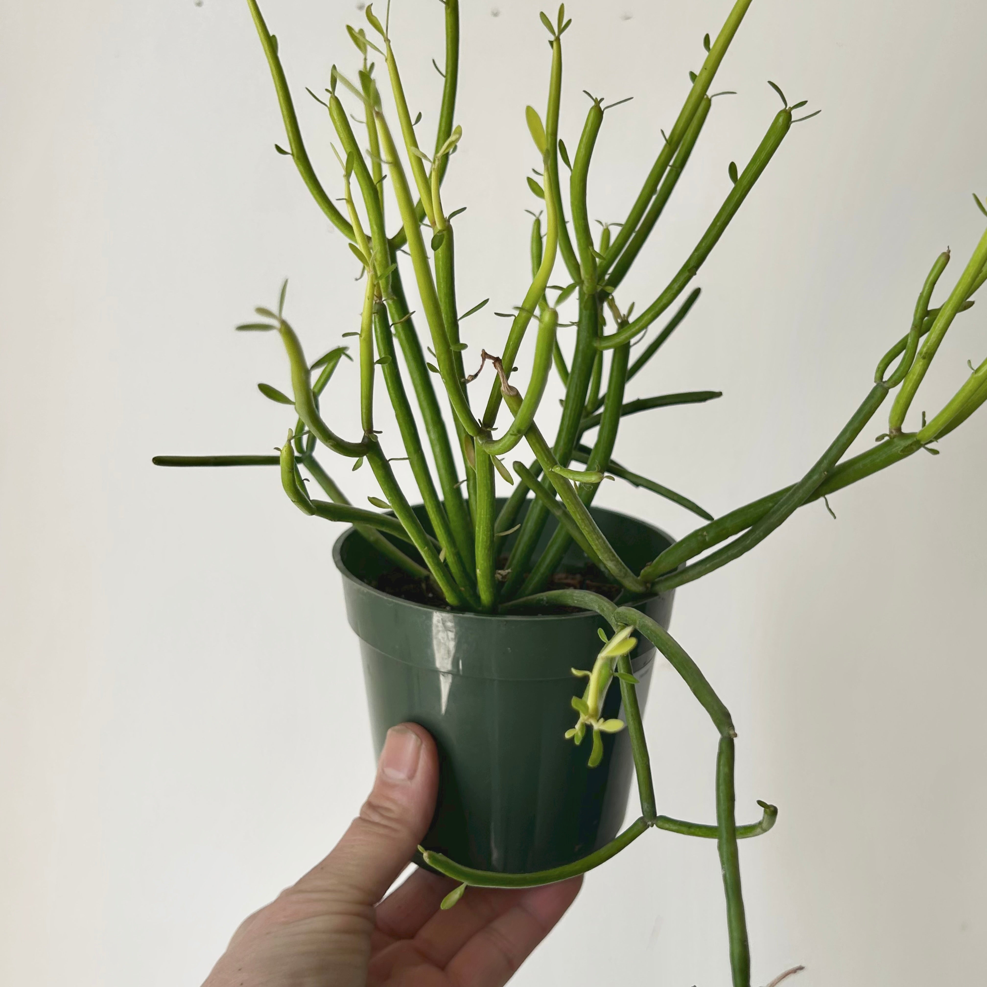 Firestick Pencil Cactus (Euphorbia Tirucalli) 4”pot