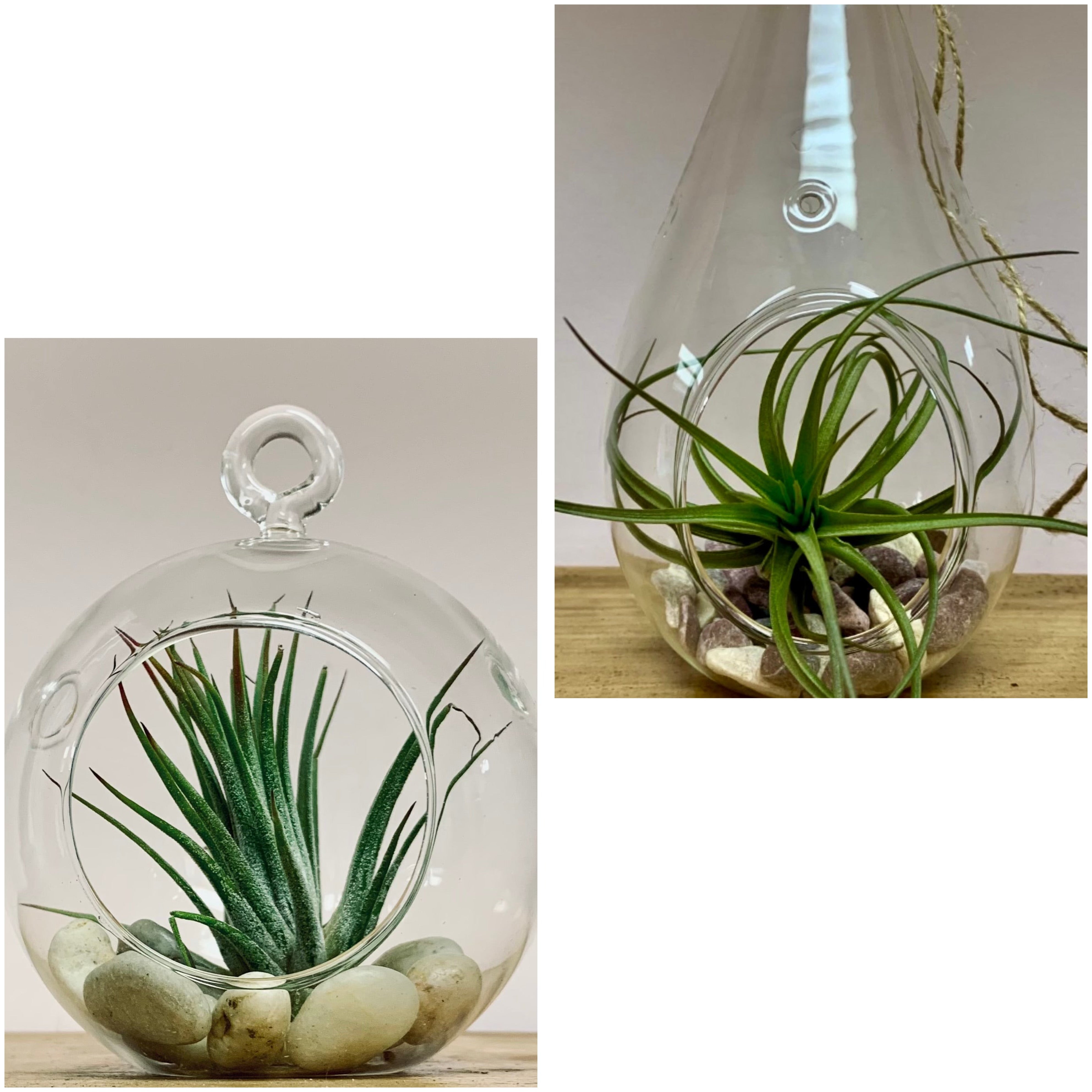 Decorative Glass Terrarium (3.5 wide)