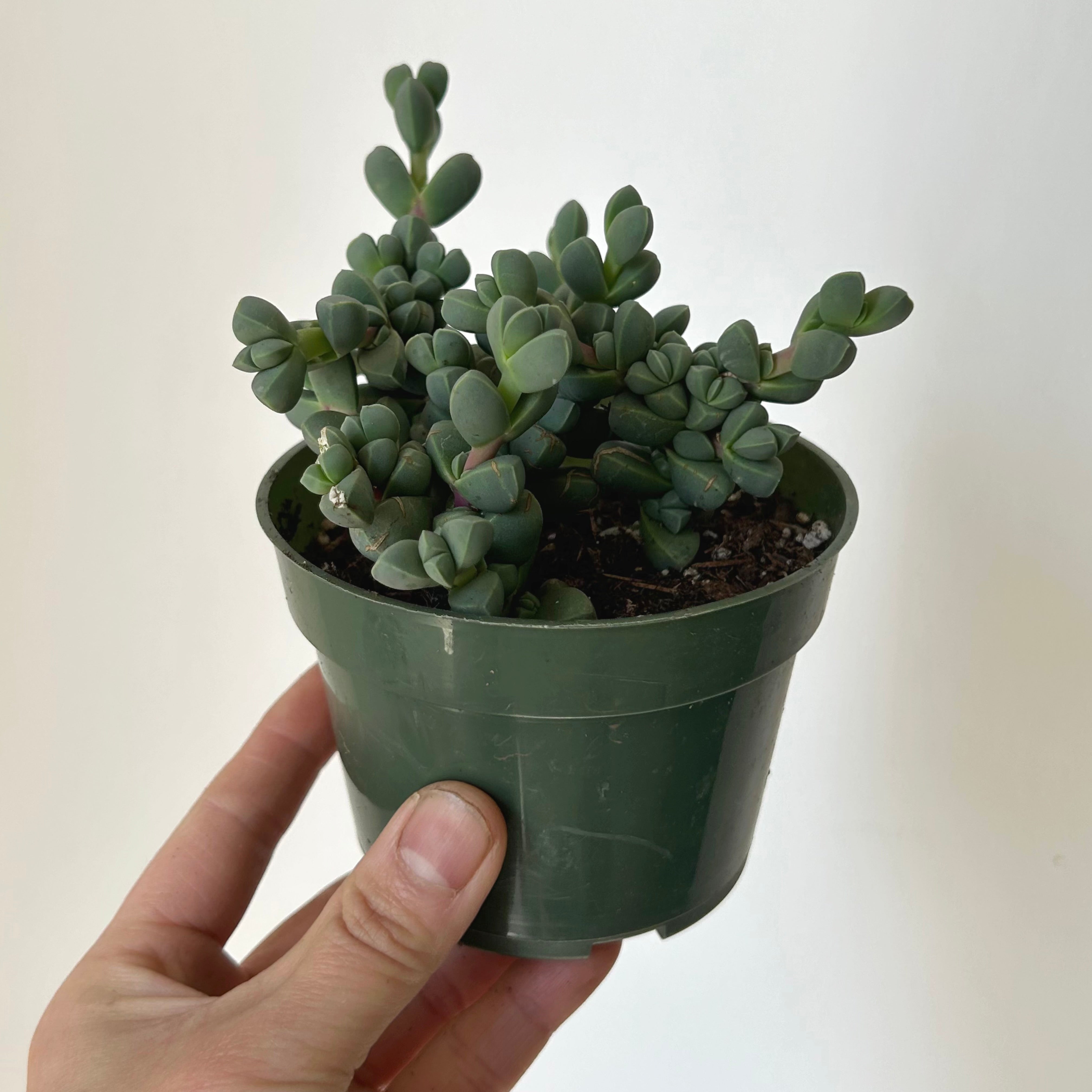 Ice Plant (Corpuscularia Lehmannii) 4” pot