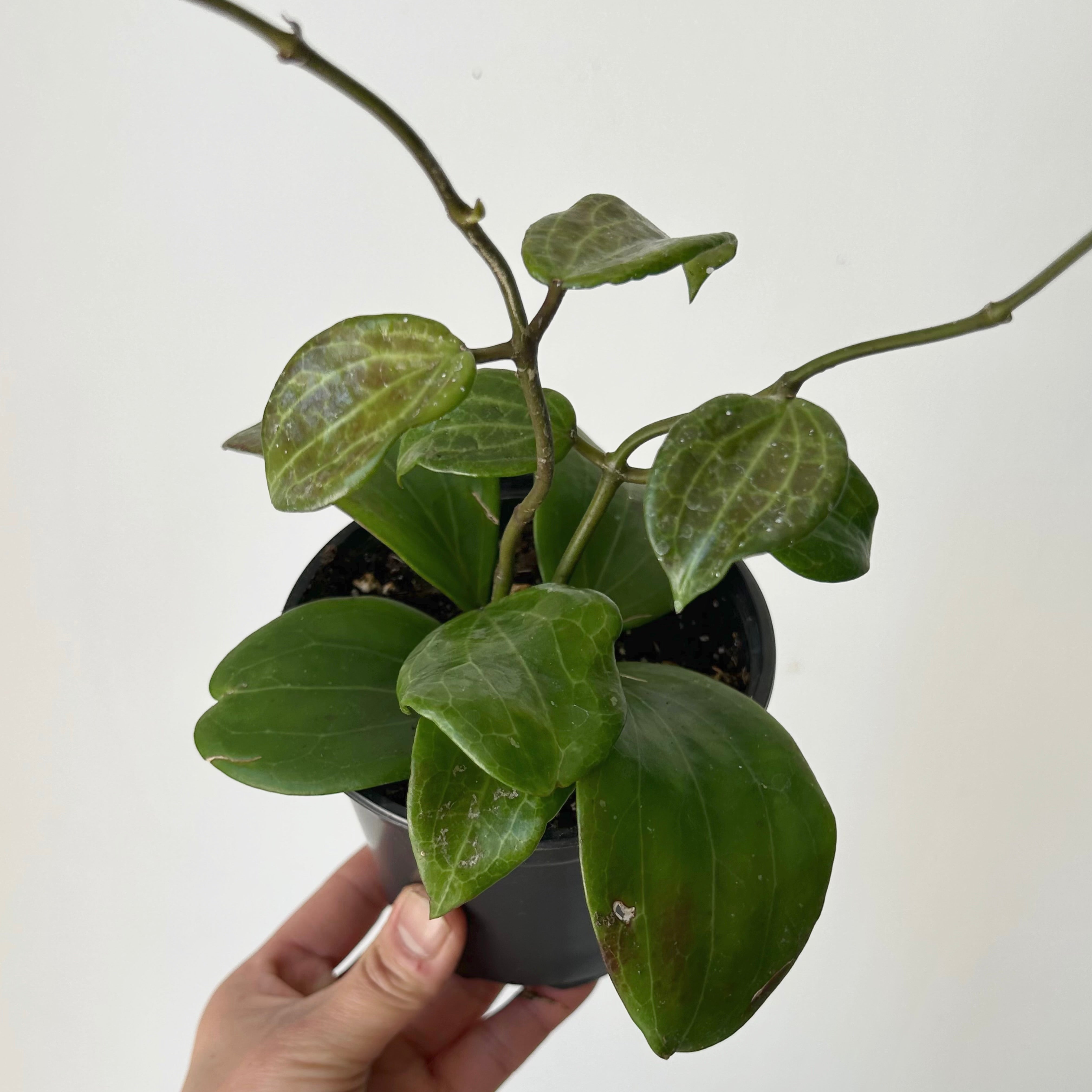 Hoya Qinquenervia 4” pot