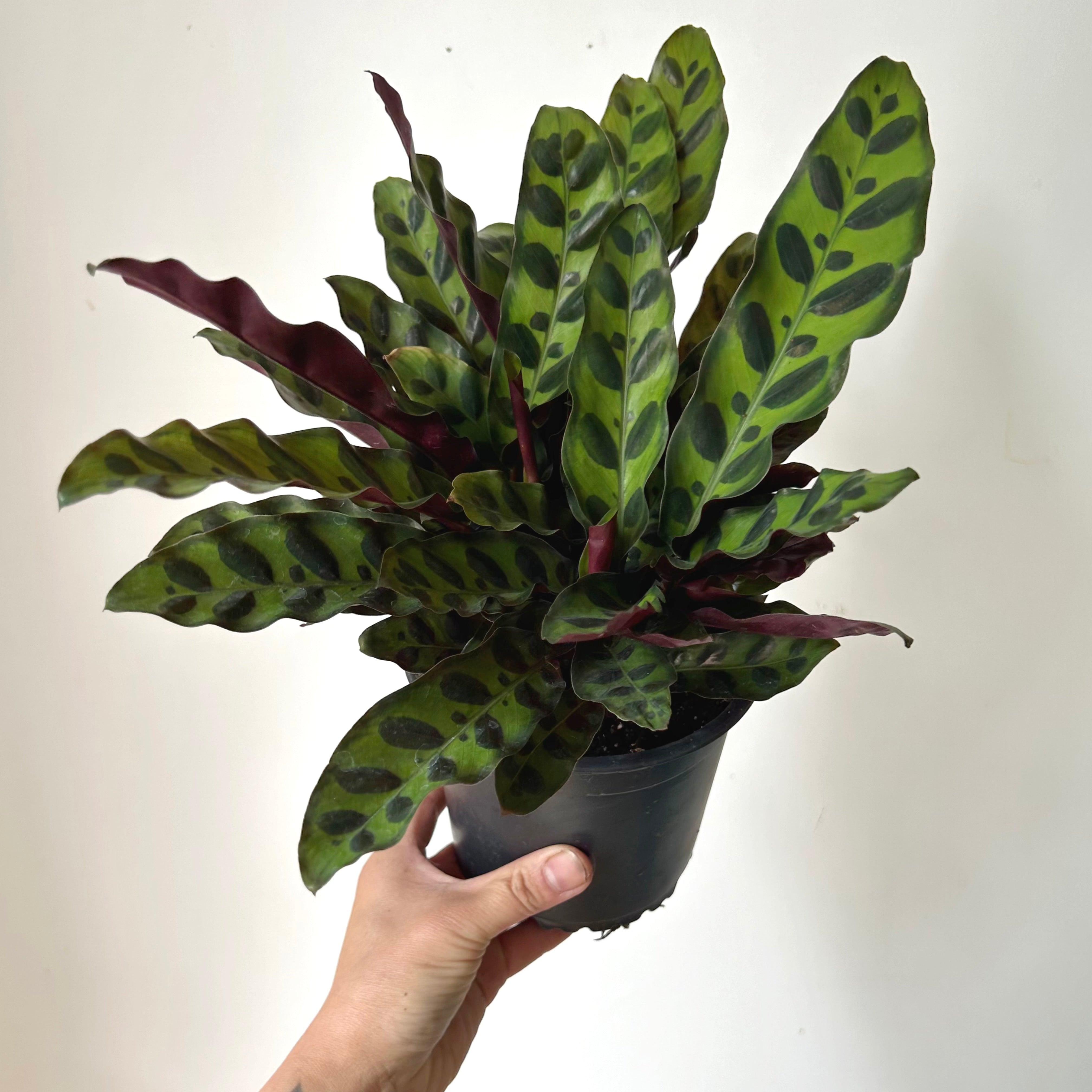 Calathea “Rattle Snake”(Lancifolia) 6”pot