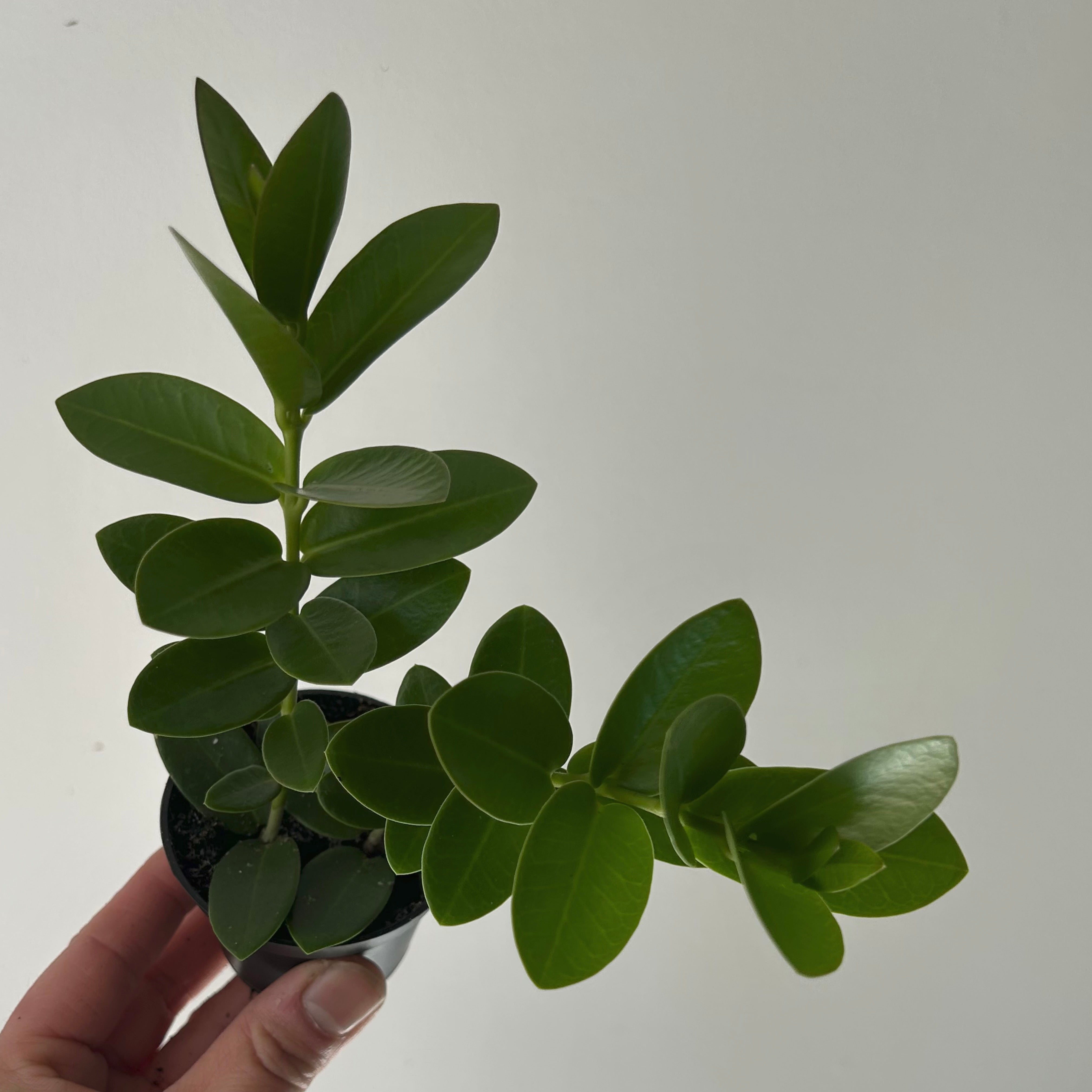 Hoya cumingiana 2.5” pot