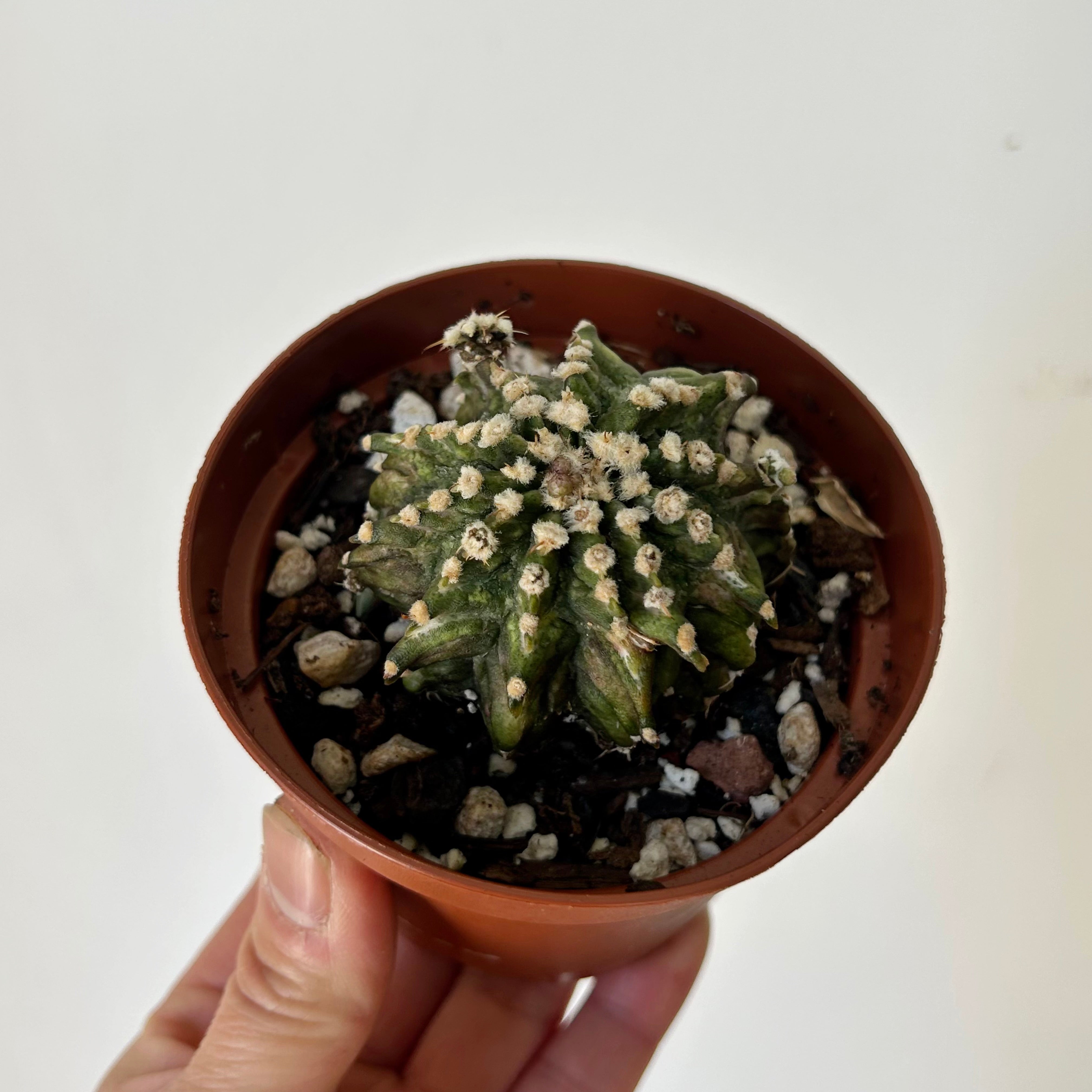Moon Cactus (Gymnocalycium mihanovichii) 3.5” pot