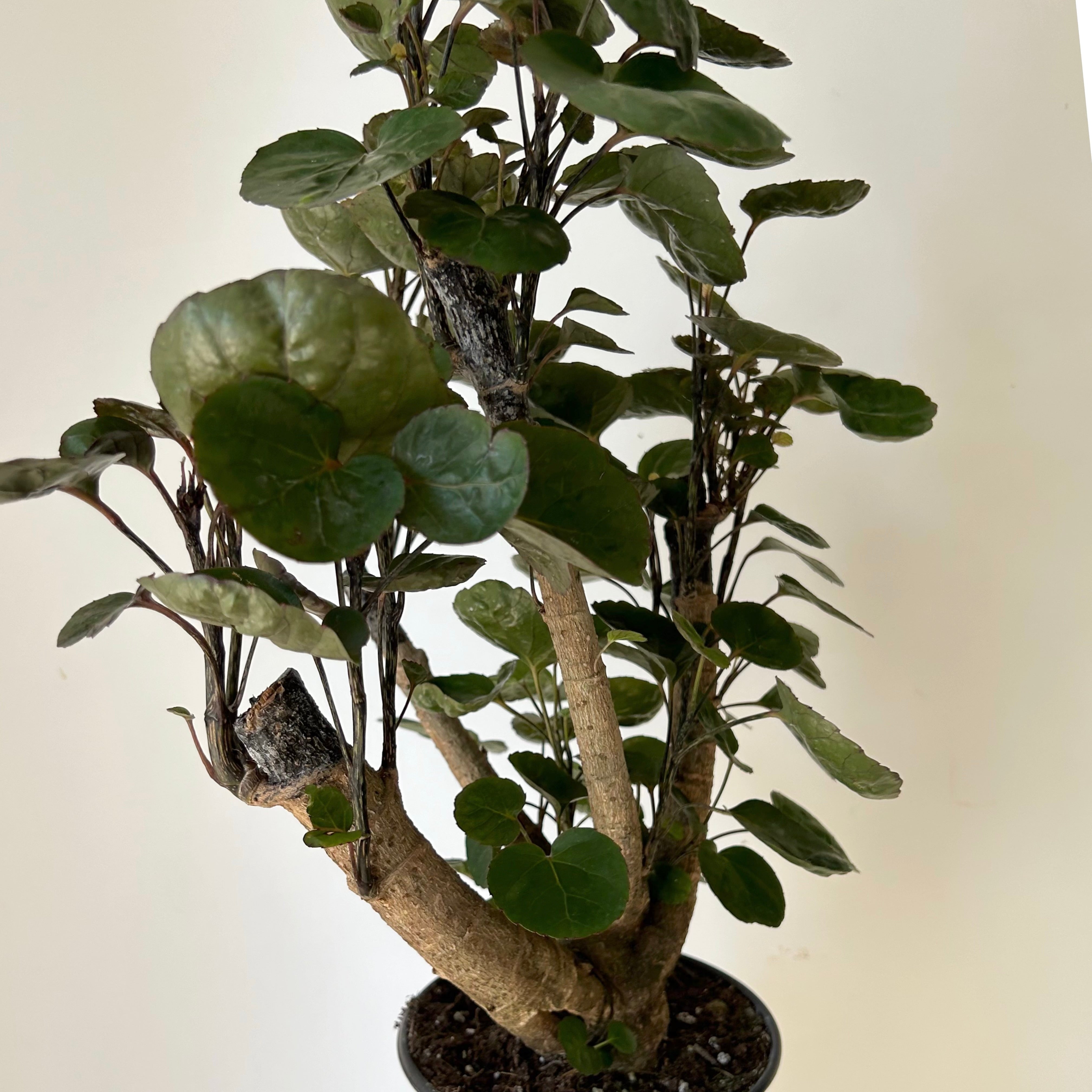 Fabian Aralia Stump (Polyscias Scutellaria) approximately 20 inches tall in 6” Pot