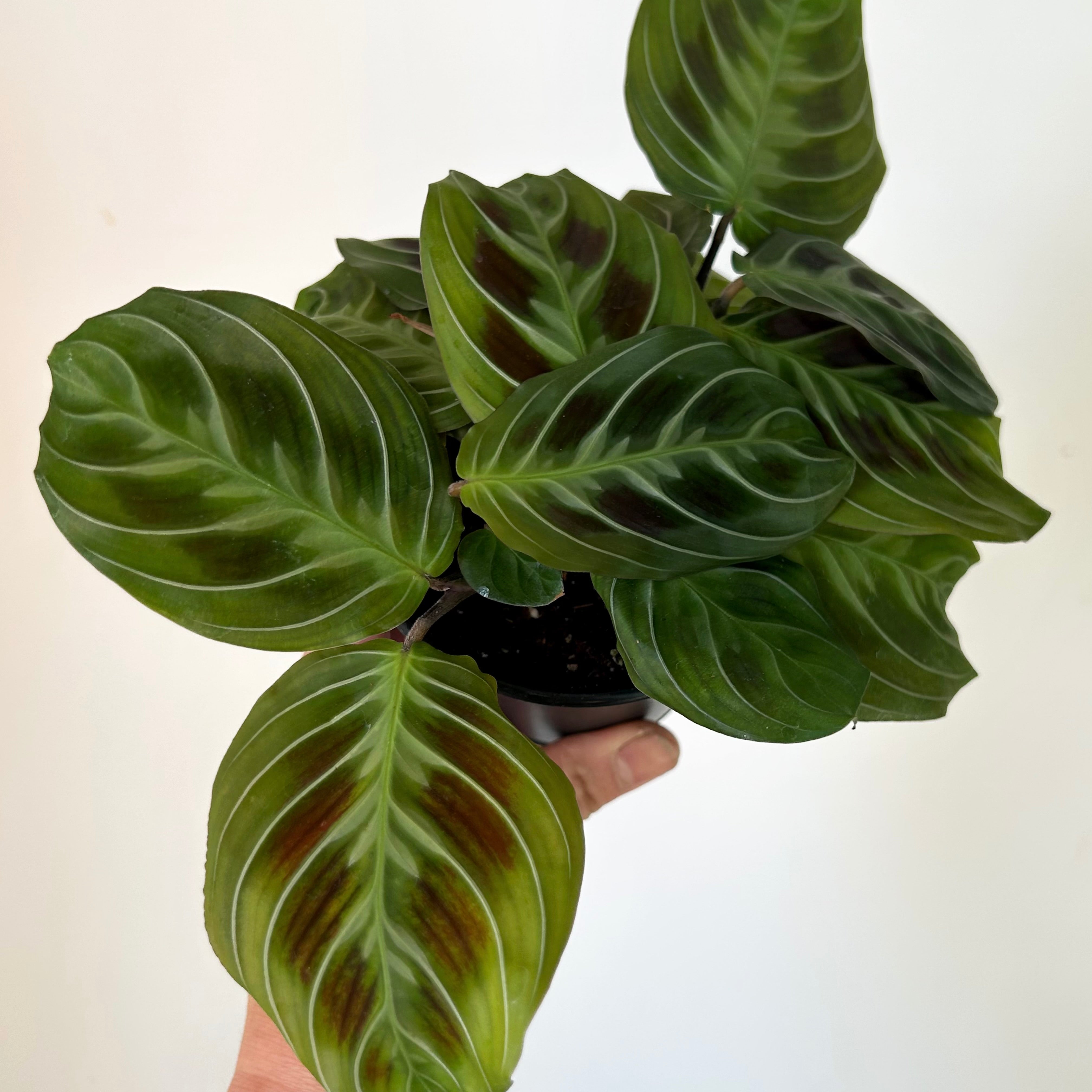 Maranta"Cat’s Moustache " 3.5” pot