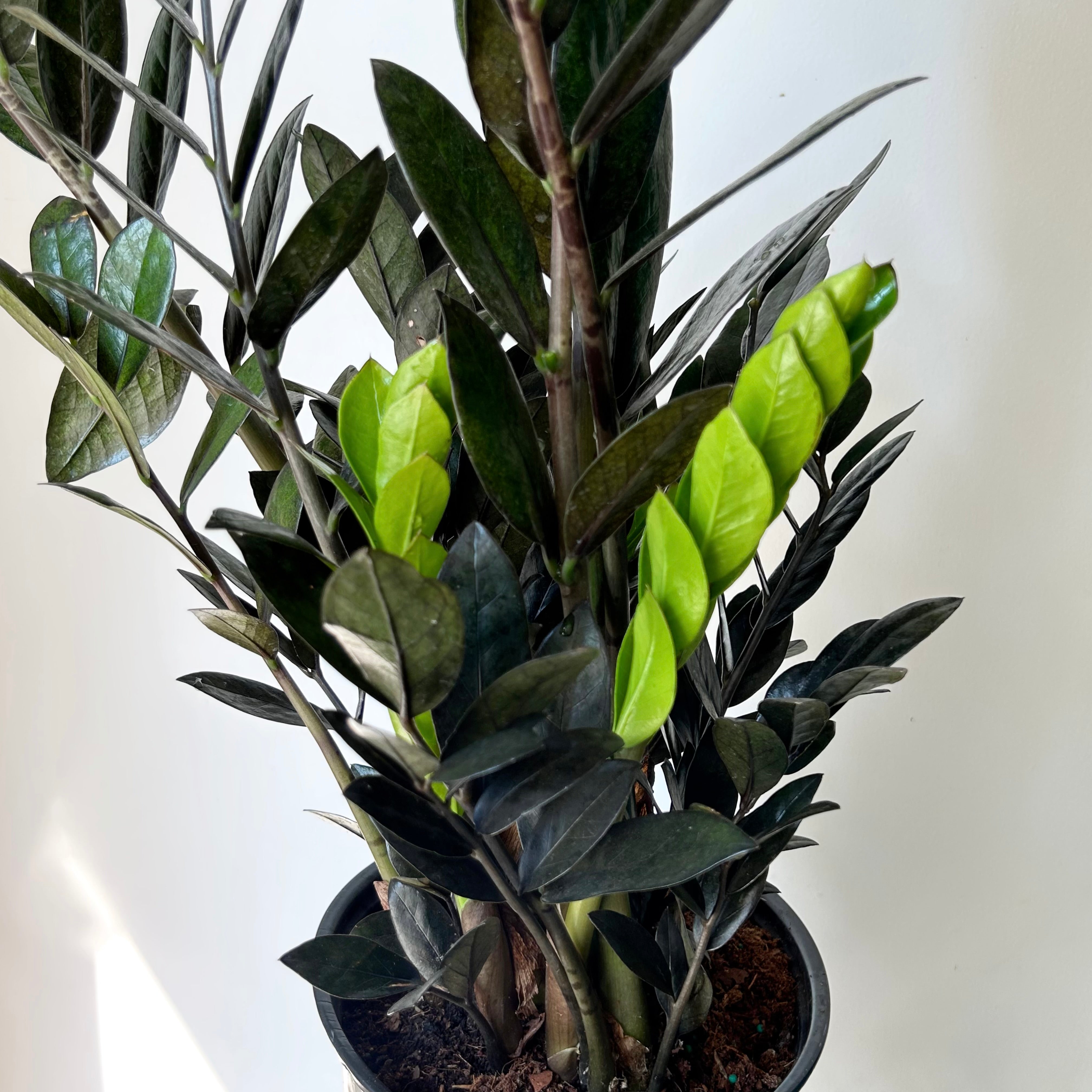 ZZ Dowon "Supernova Black" 5” pot