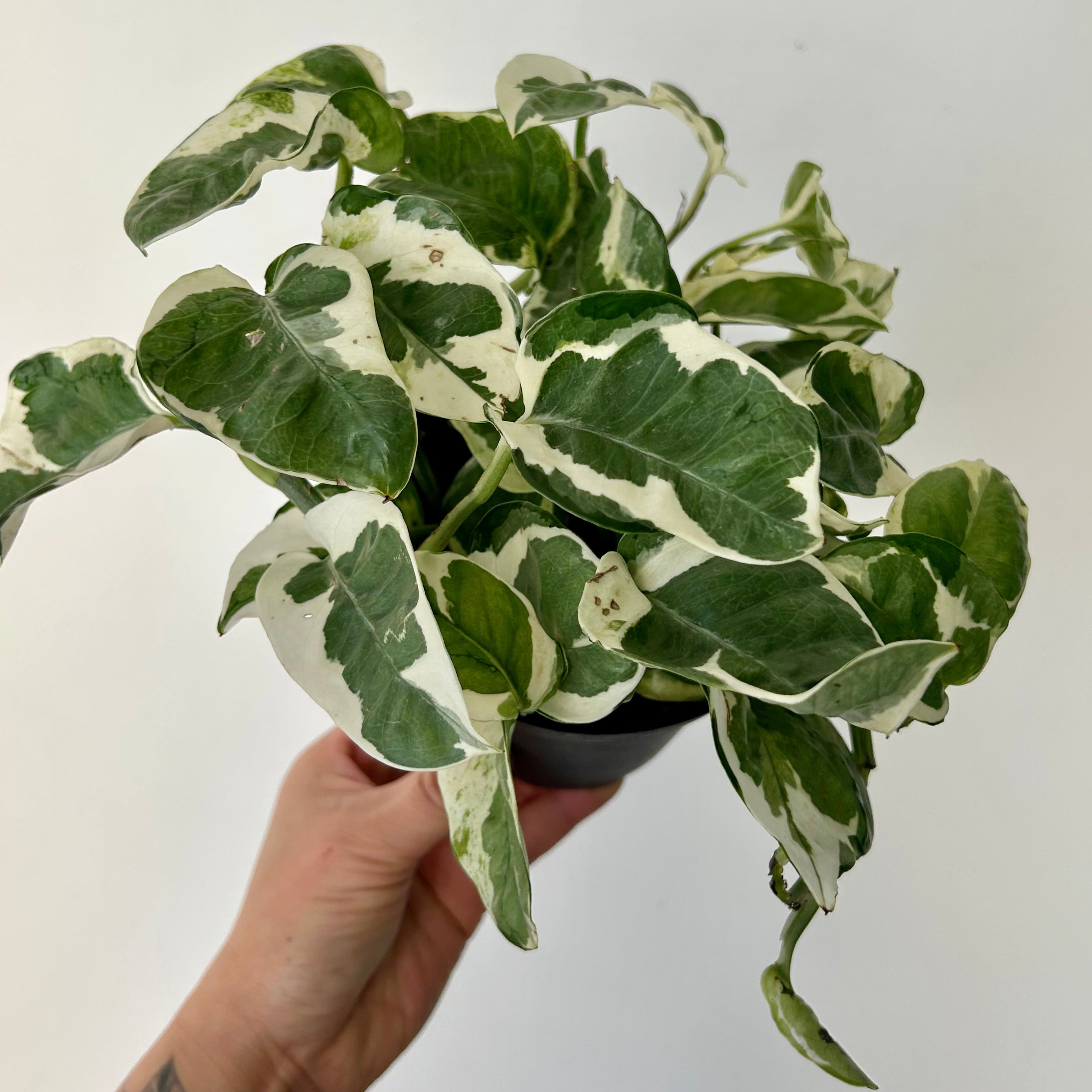 Pothos NJoy 4”pot