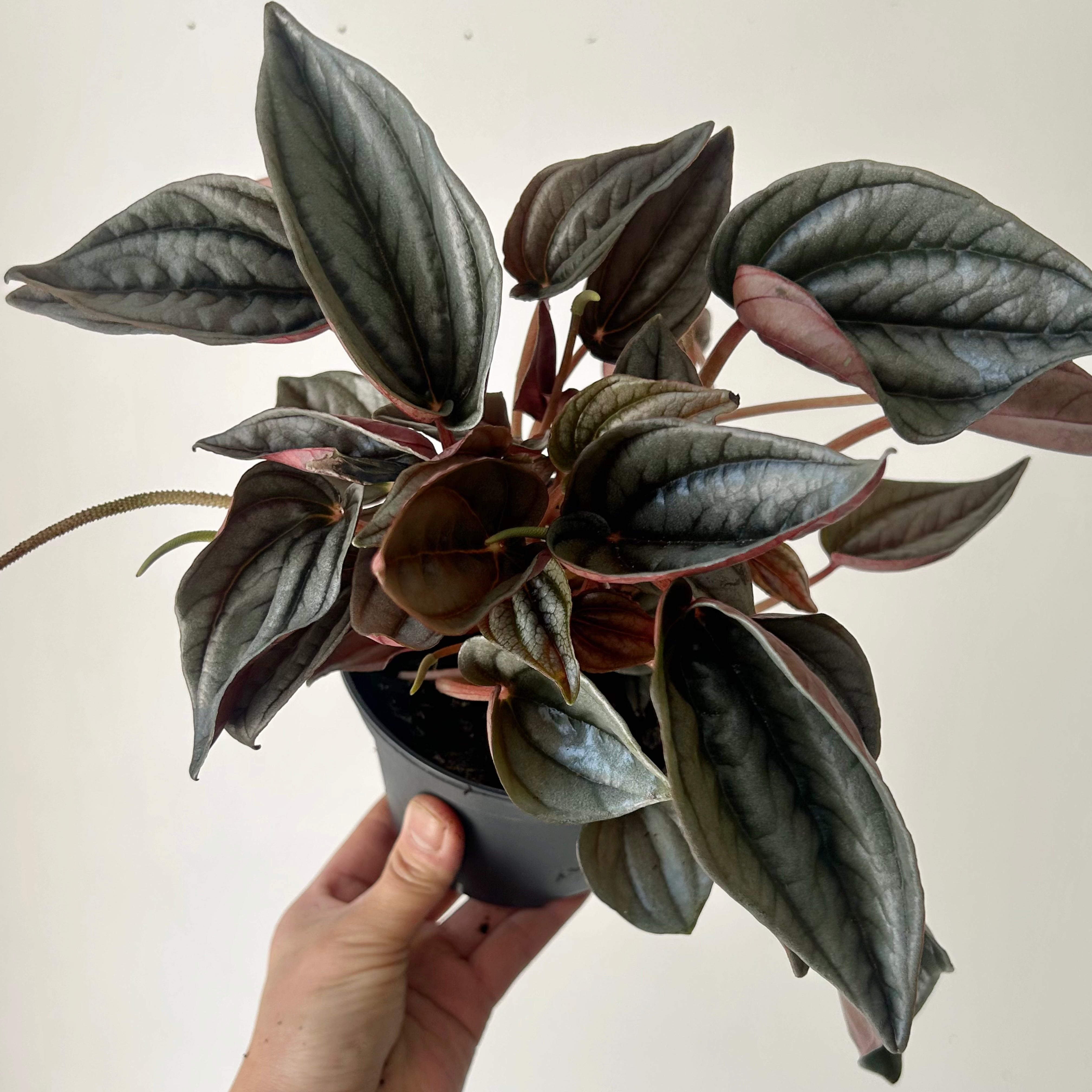 Peperomia “Mendoza” pot