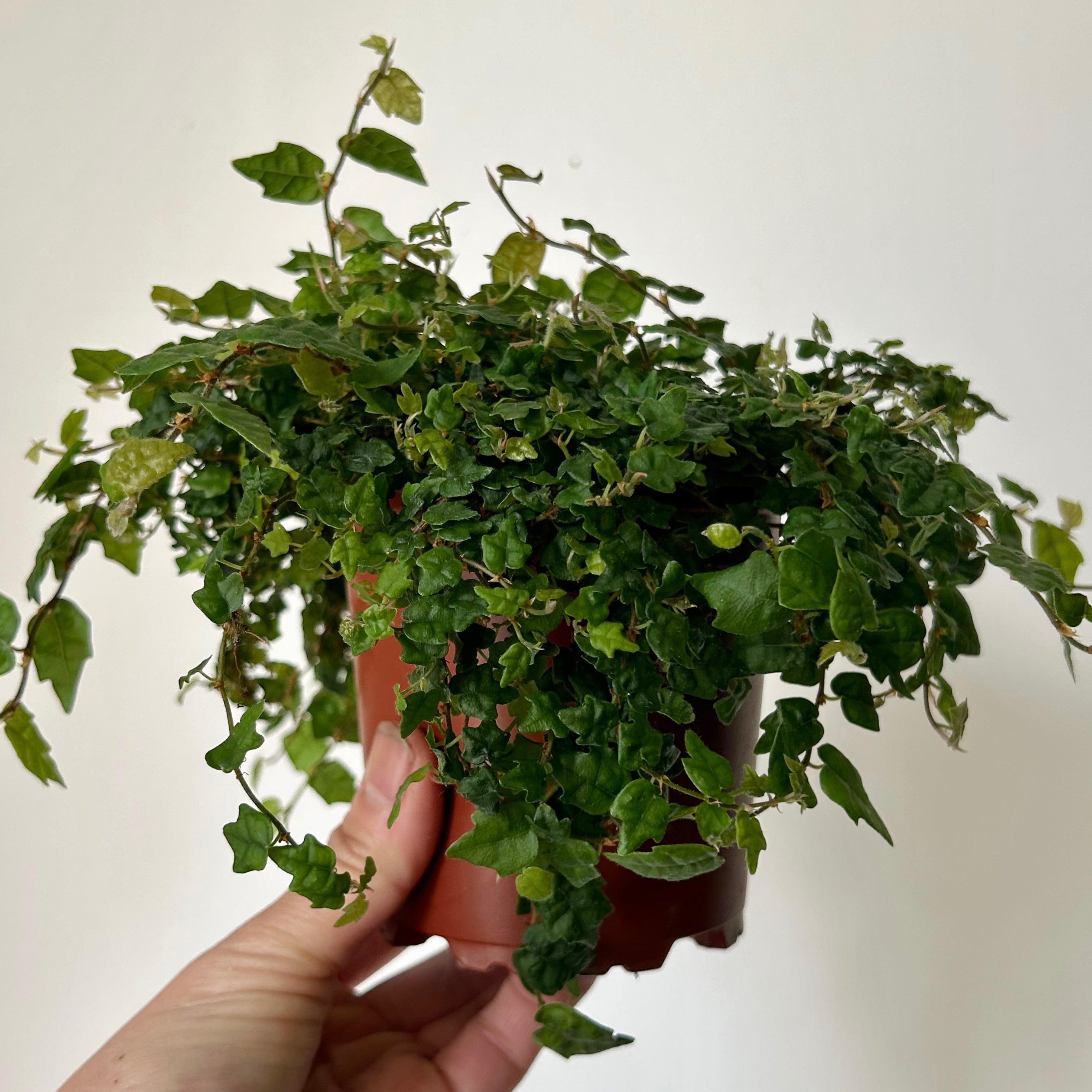 String of Frogs (Ficus pumila quercifolia) 4” pot
