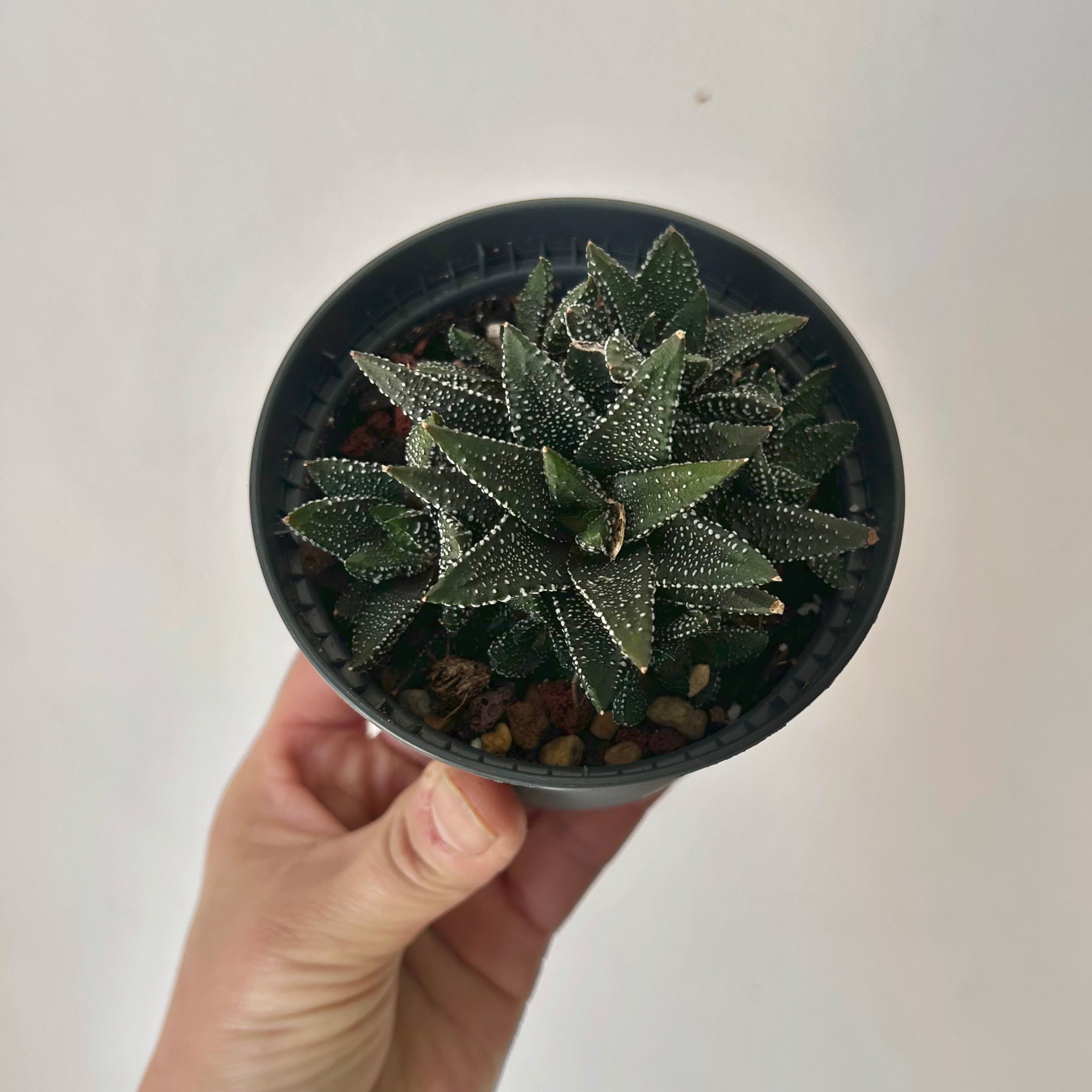 Haworthia attenuata “Enon" 3.5”pot