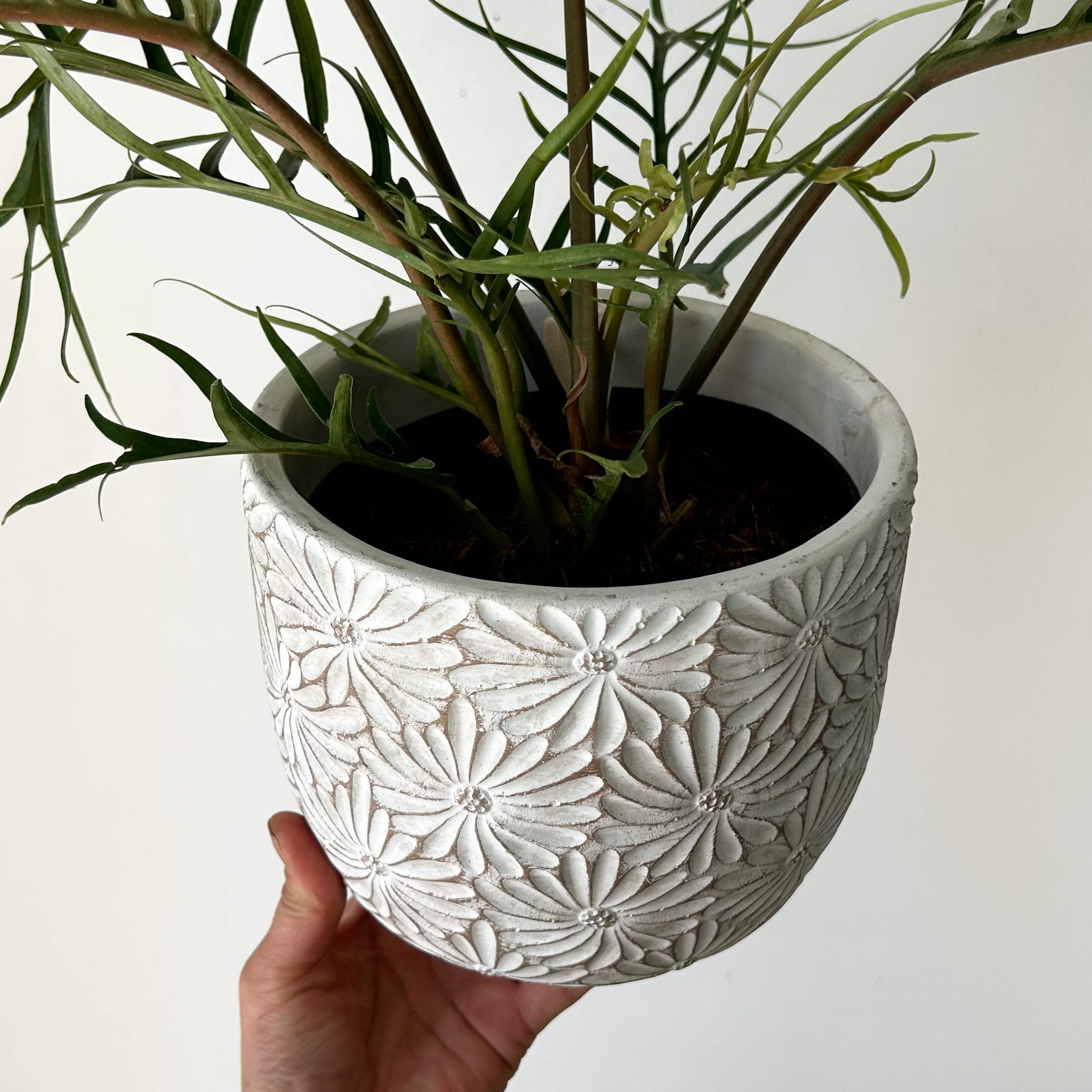 DAISY decorative cement pot