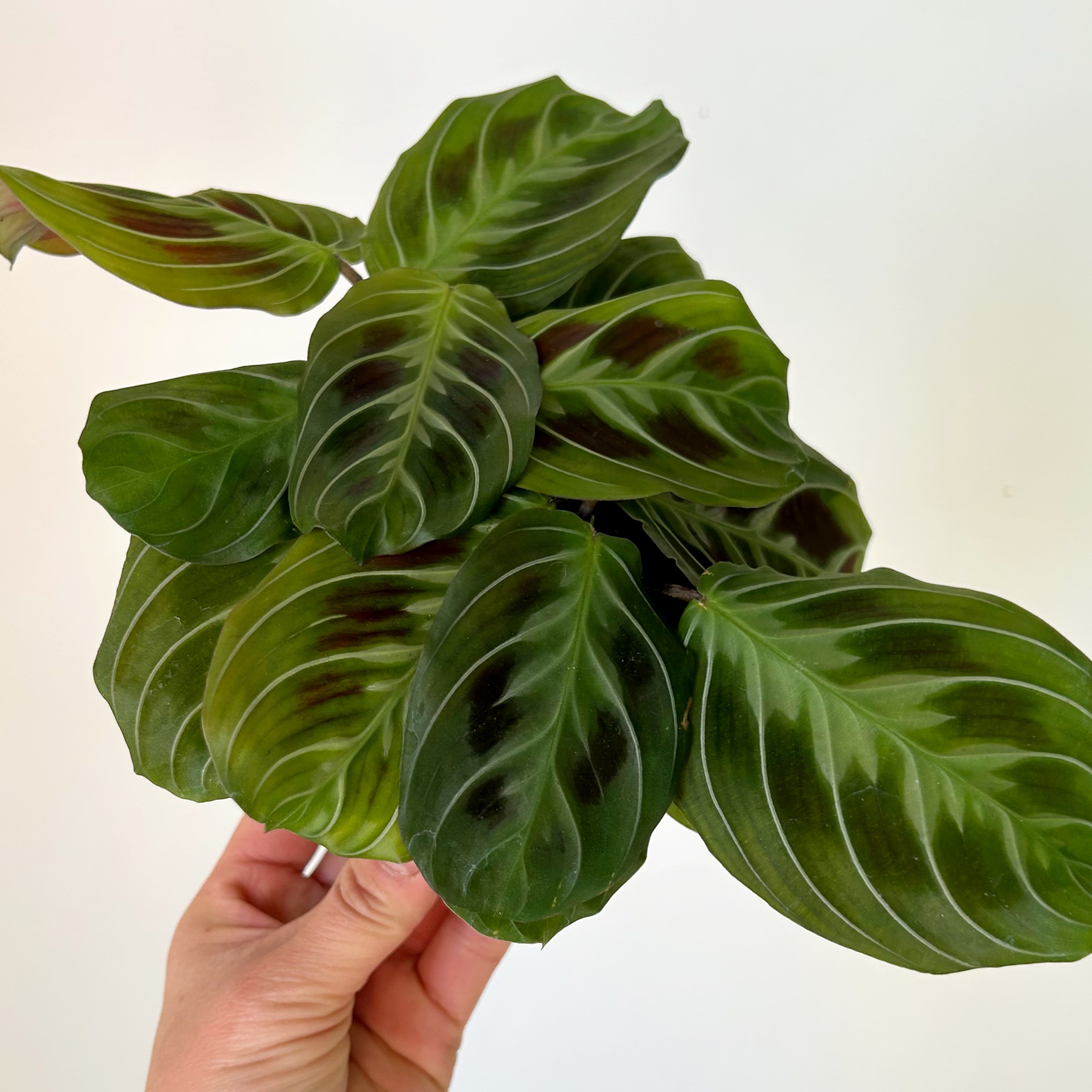 Maranta"Cat’s Moustache " 3.5” pot